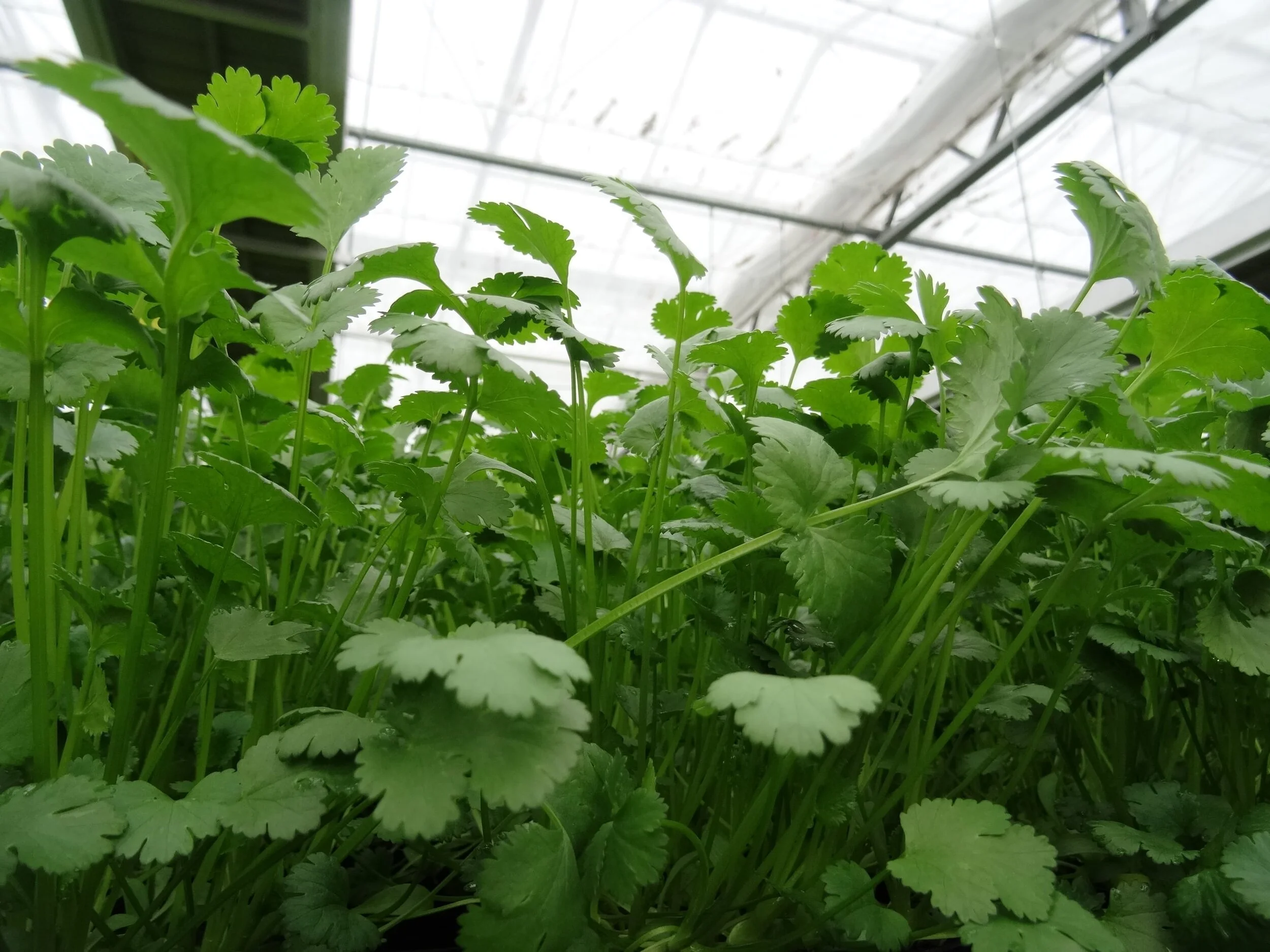 Kartoffeln mit Erbsen und Koriander 