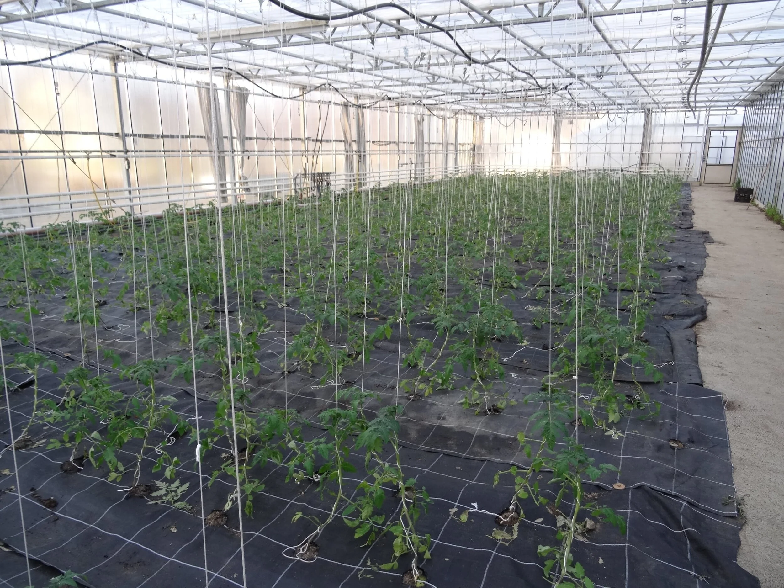 KW 15 - Tomatenpflanzung im Gewächshaus