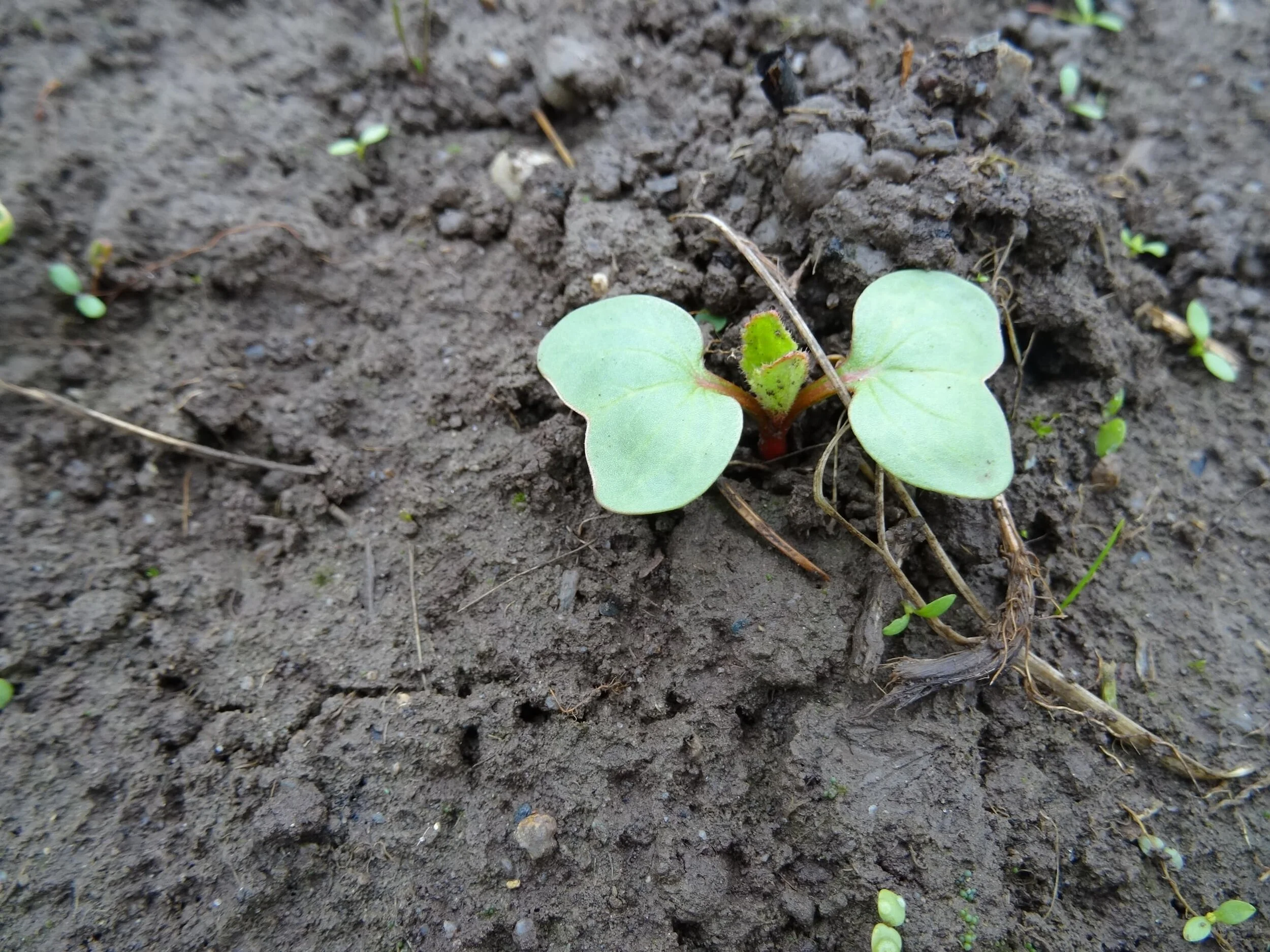 KW 16 - ZwiebelFeldaktion in Rimsting