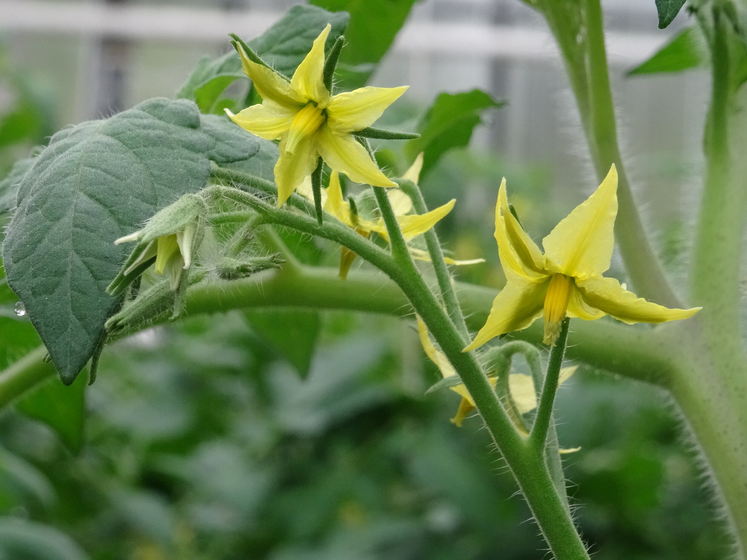 KW 18 – Viel Regen bringt … Verzögerung