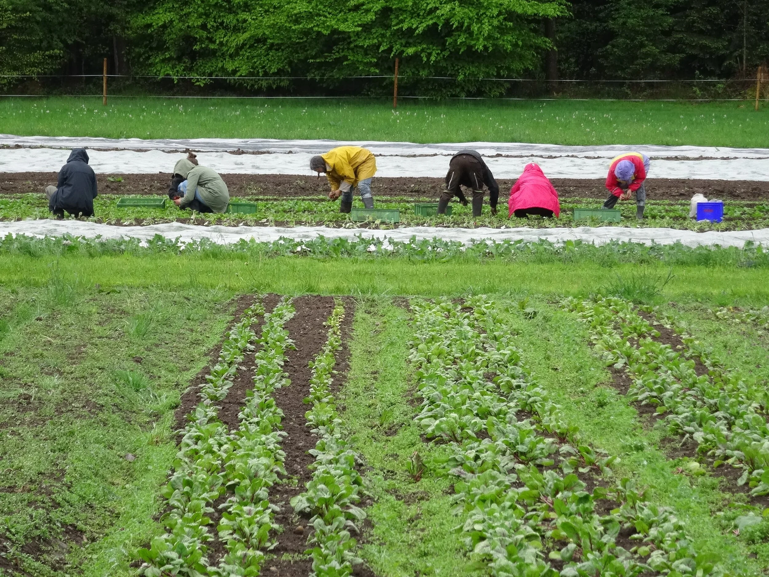 KW 19  - Sonne da, ran an die Felder