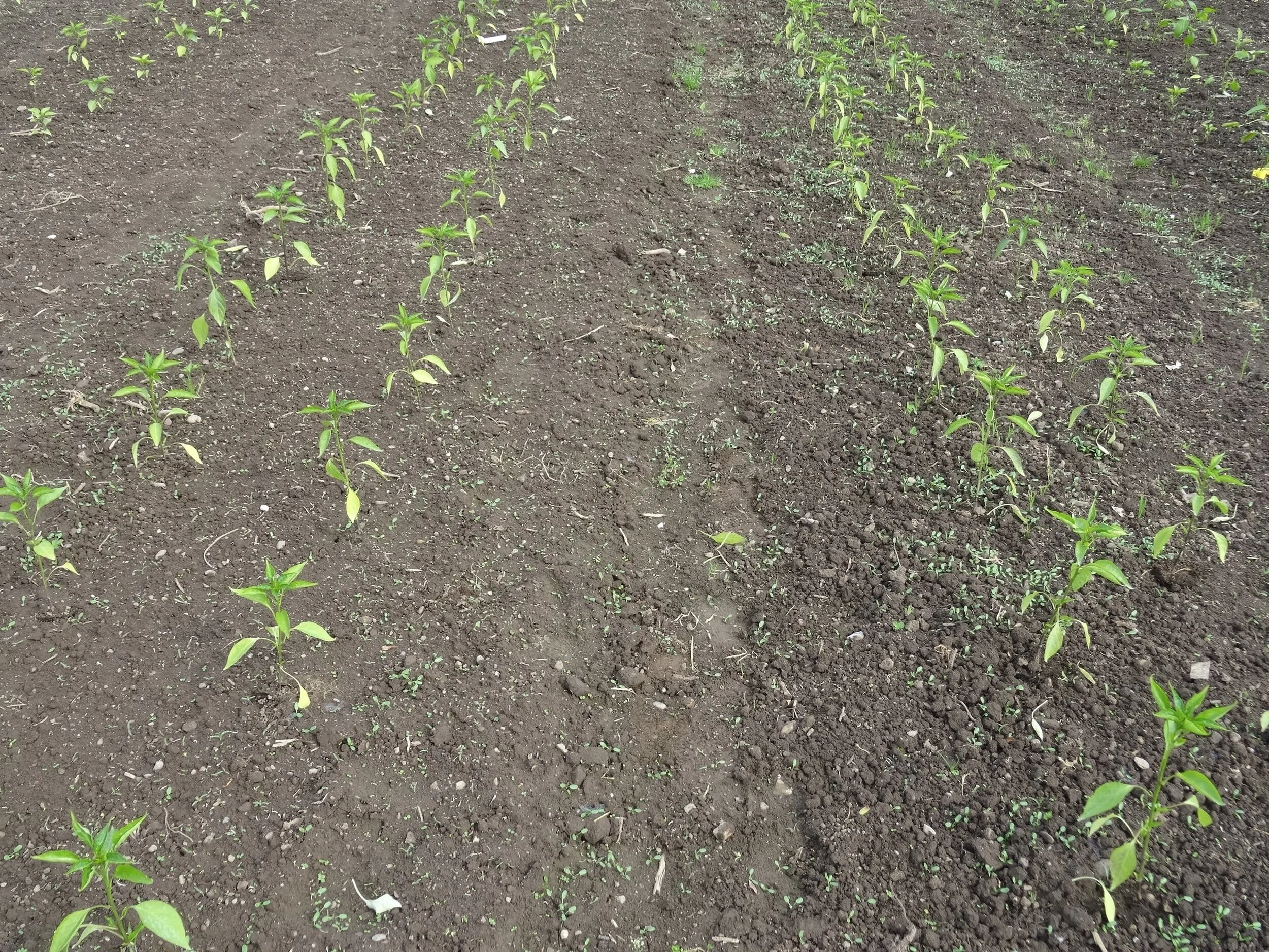 KW 21 - Paprikapflanzung