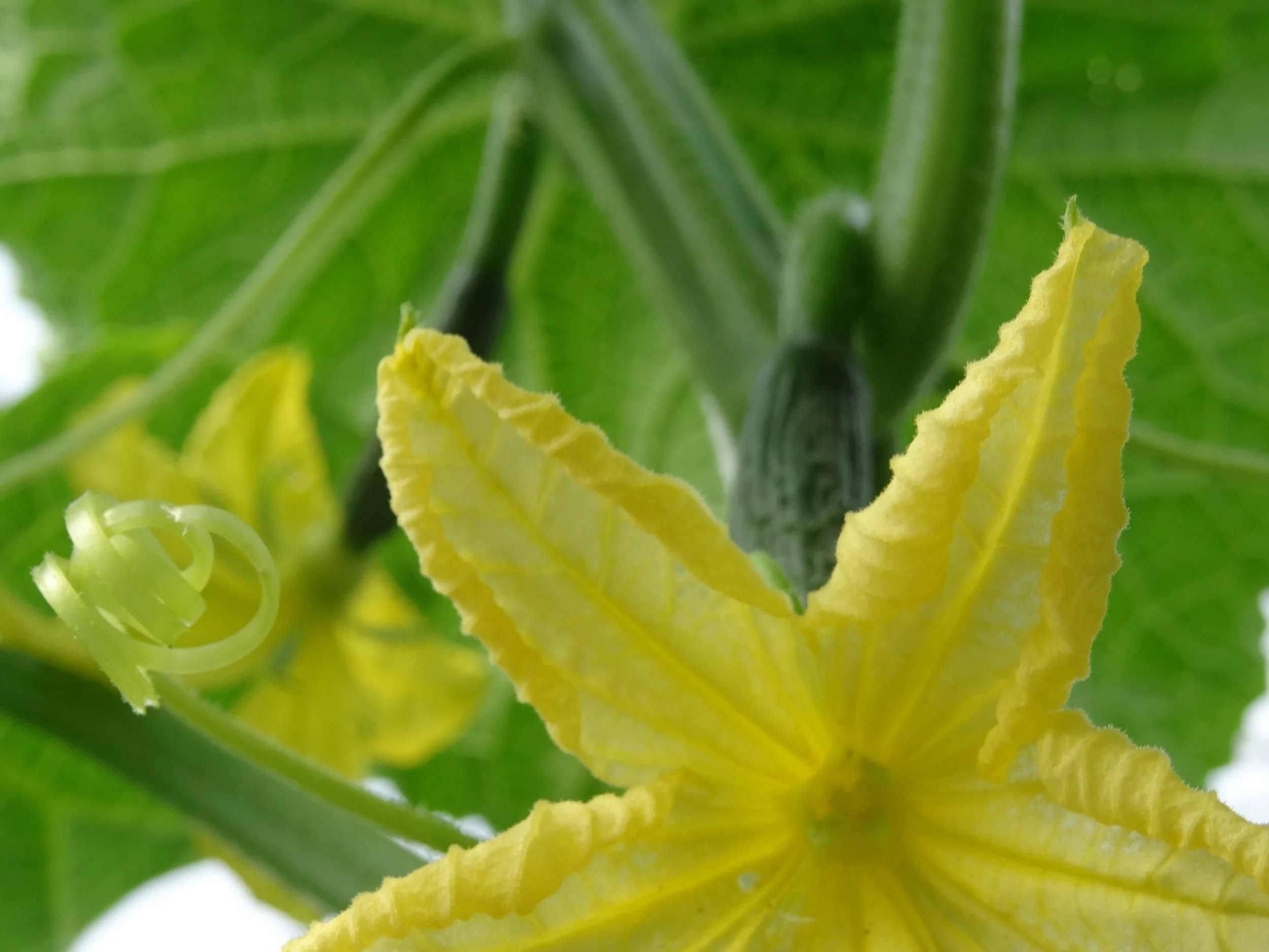 SOMMERFEST für SOLAWIMITGLIEDER