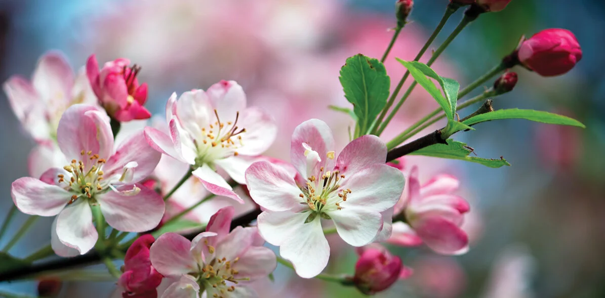 Apple-Blossoms-1195x589.jpg