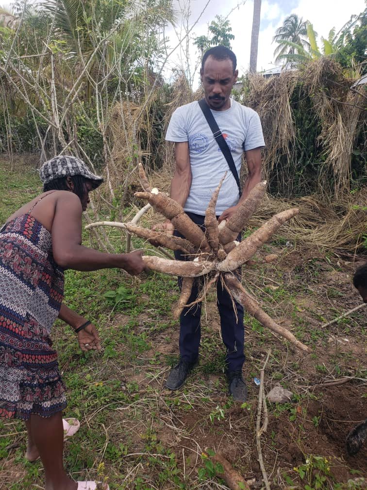 Planter with cassava harvested.jpeg