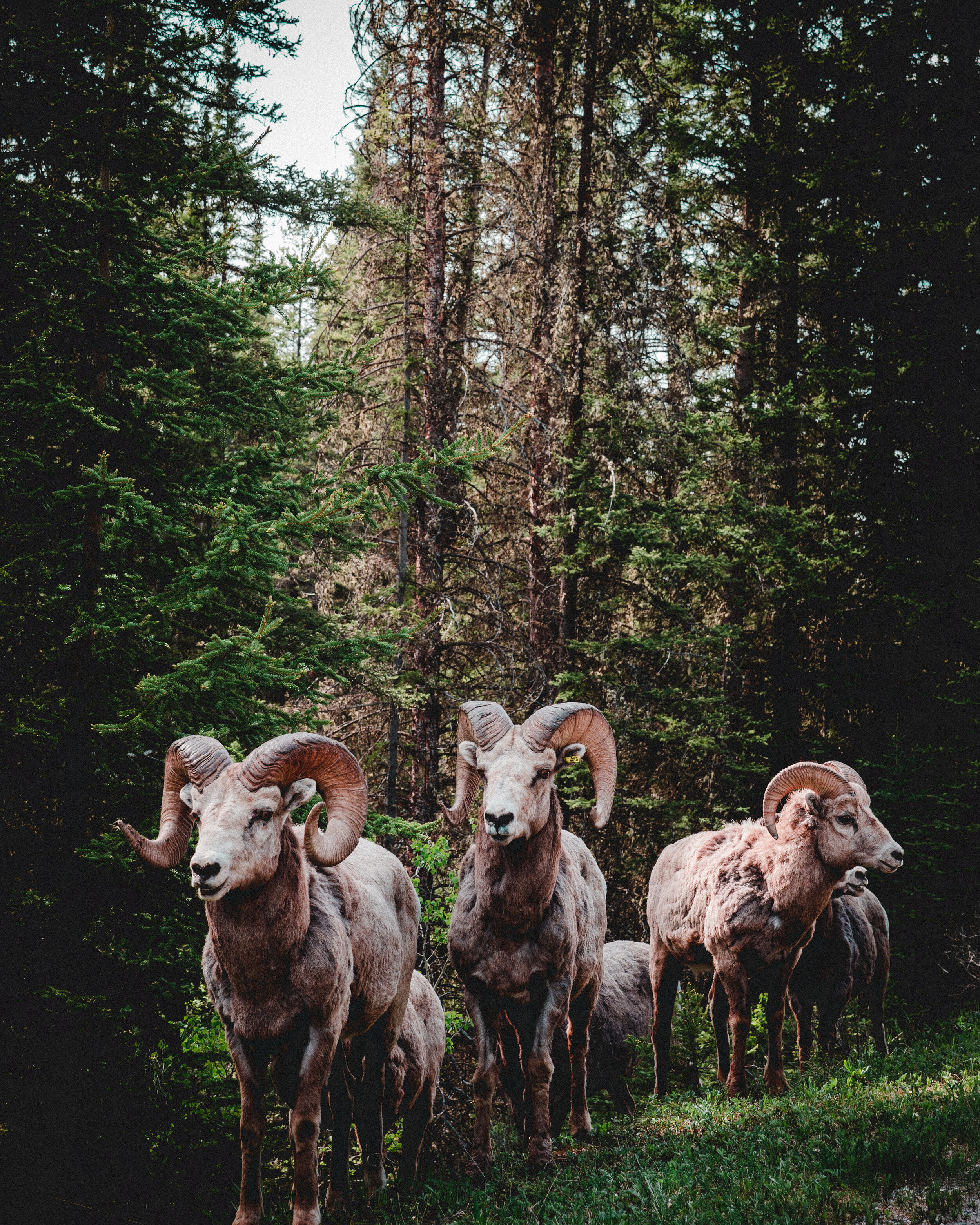 All bighorn rams that mate with ewes participate in gay courting &  copulation most of the year. (Gender Showcase, 9-12) — Gender-Inclusive  Biology