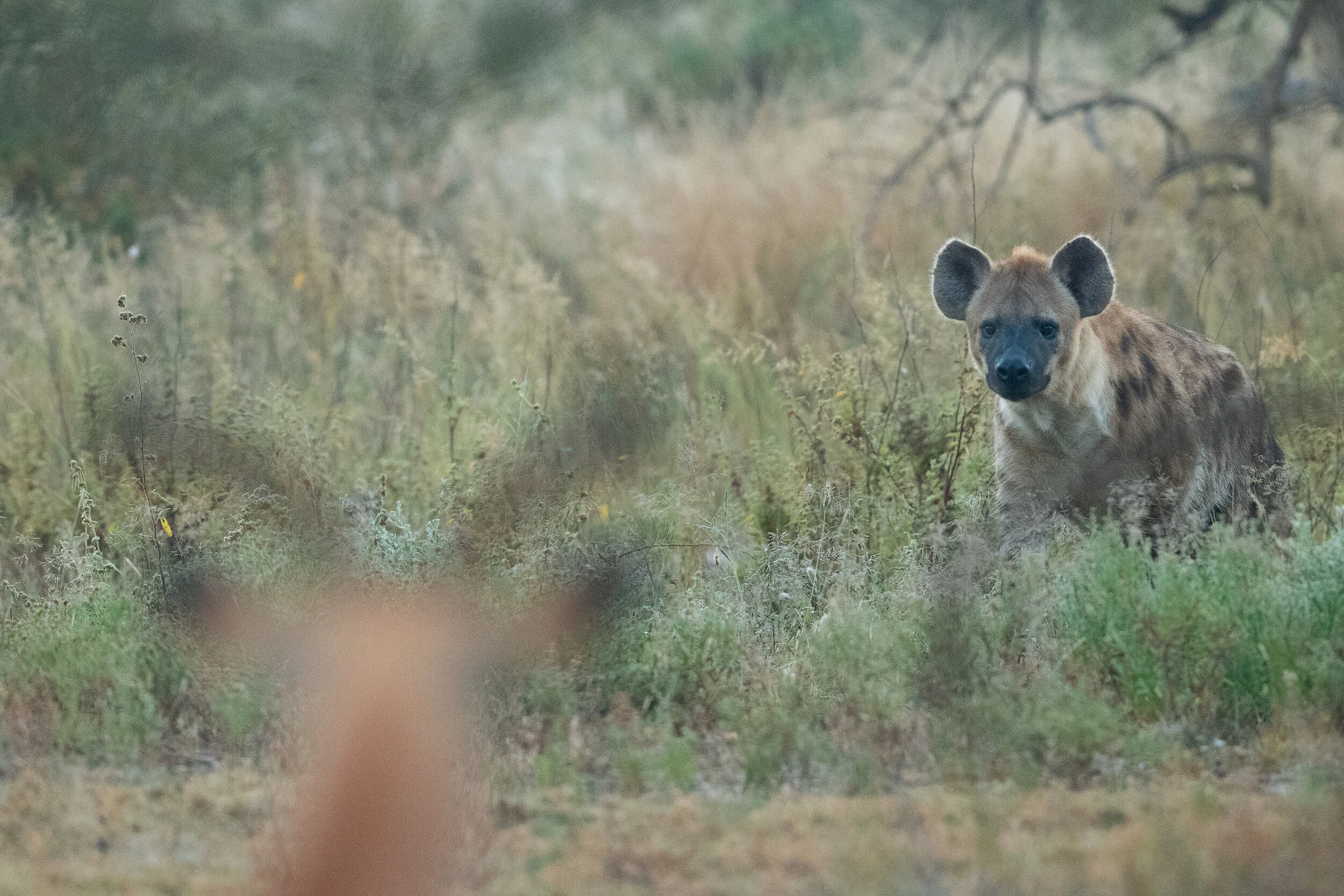 All Female Spotted Hyenas Have Penises They Use To Mount Pee Give Birth Gender Showcase 9 12 Gender Inclusive Biology