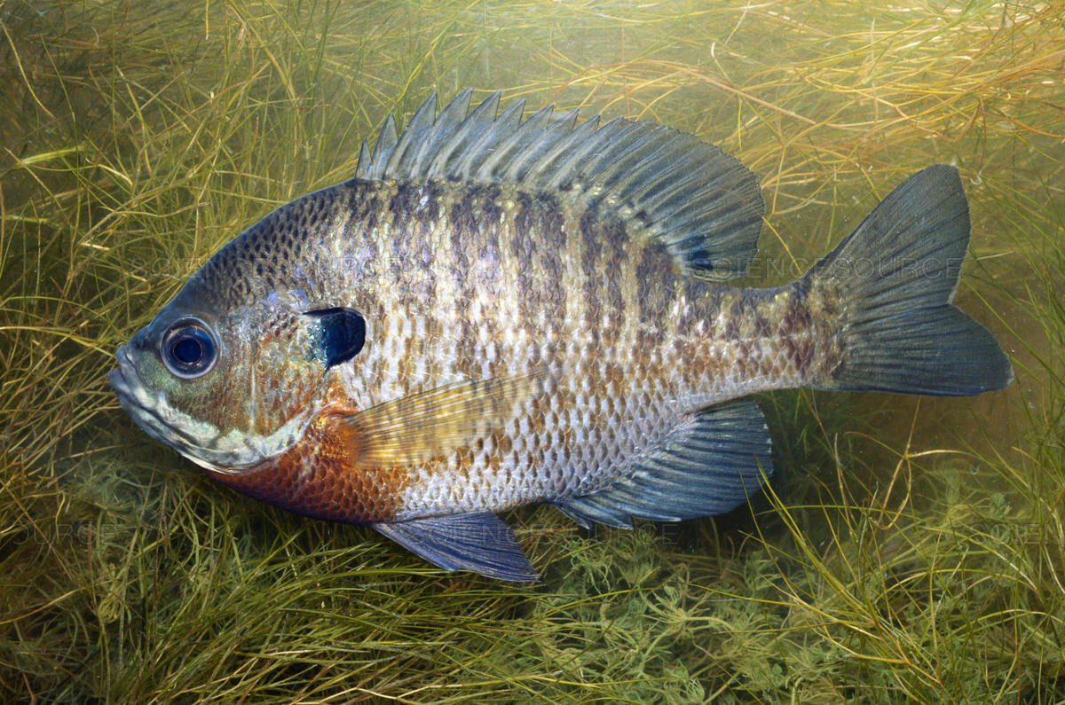Spawning males of the bluegill sunfish have 3 body types/genders