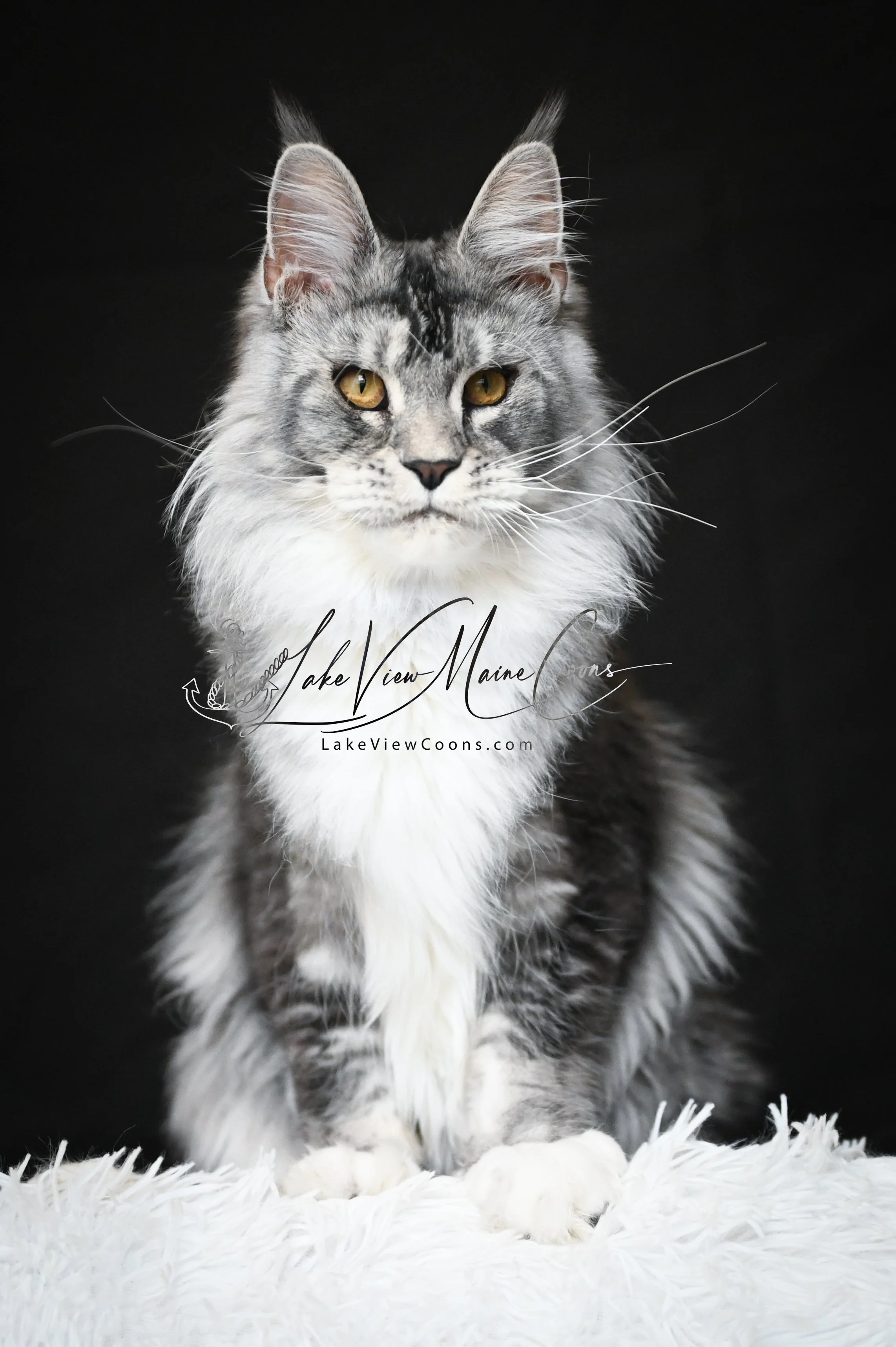 Atticus - 8 months old_8484-Edit.jpg