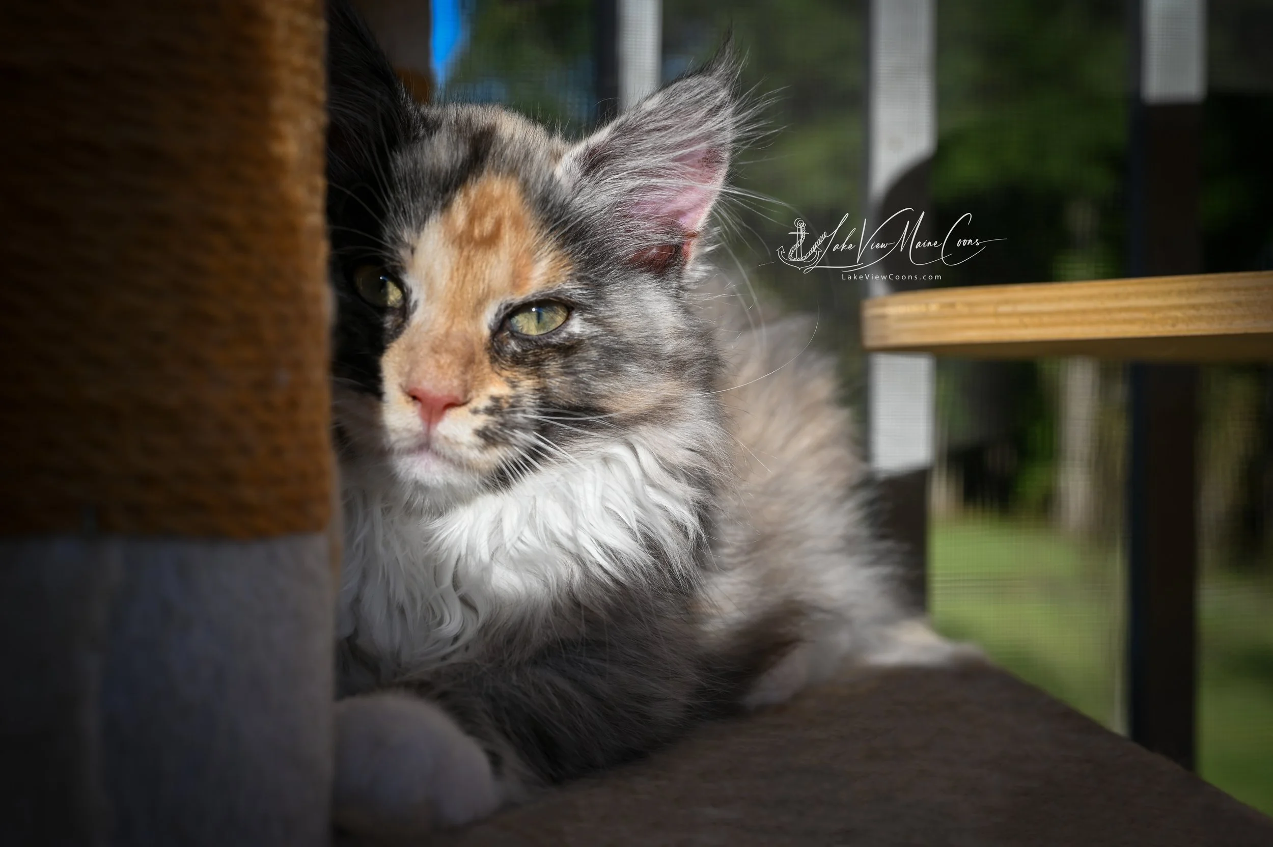 STORMY - Black Smoke Tortie w/ white - FEMALE