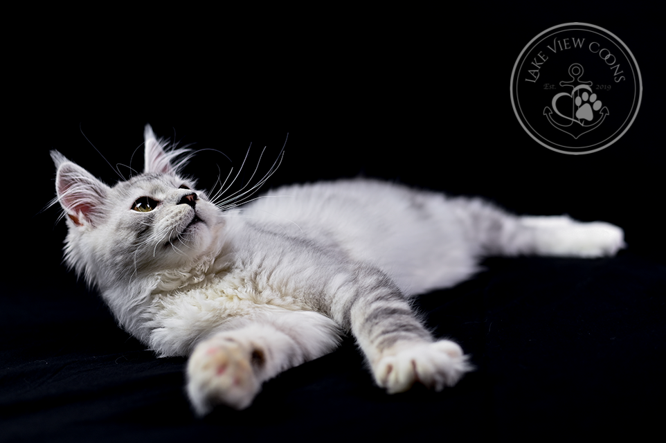 Ermionida Mendelssohn of Lake View Coons