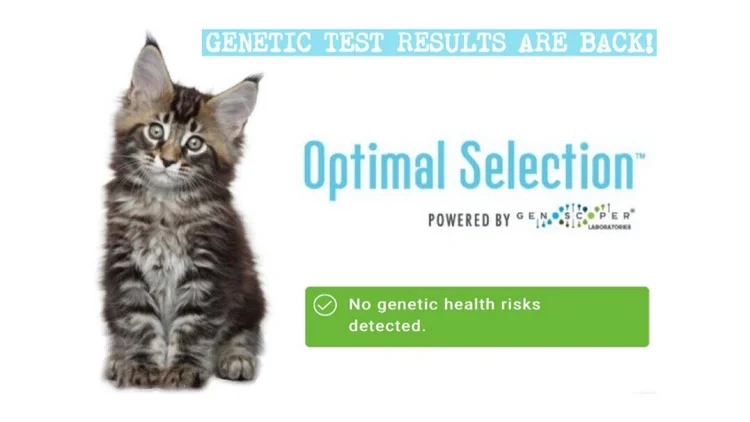 Gallery Detail: The Cost Of A Well Bred Maine Coon