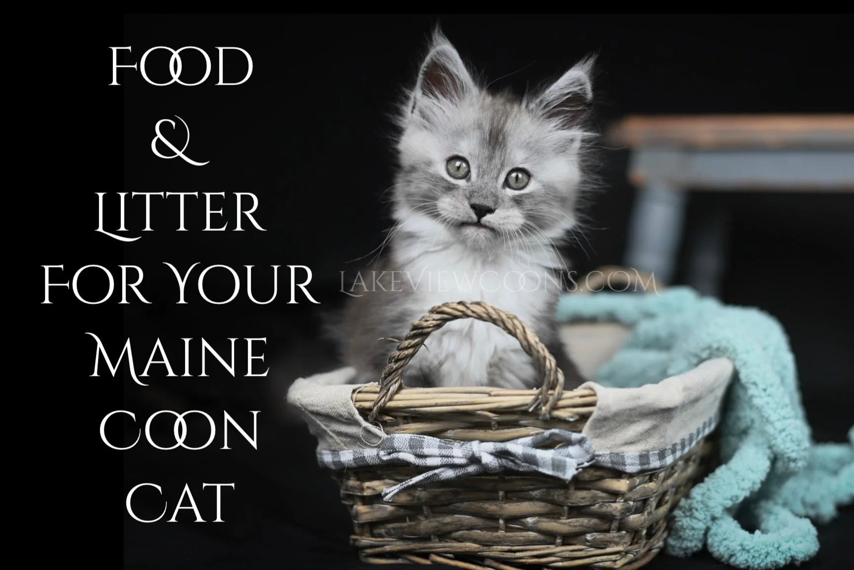 Food & Litter for Your Maine Coon Cat