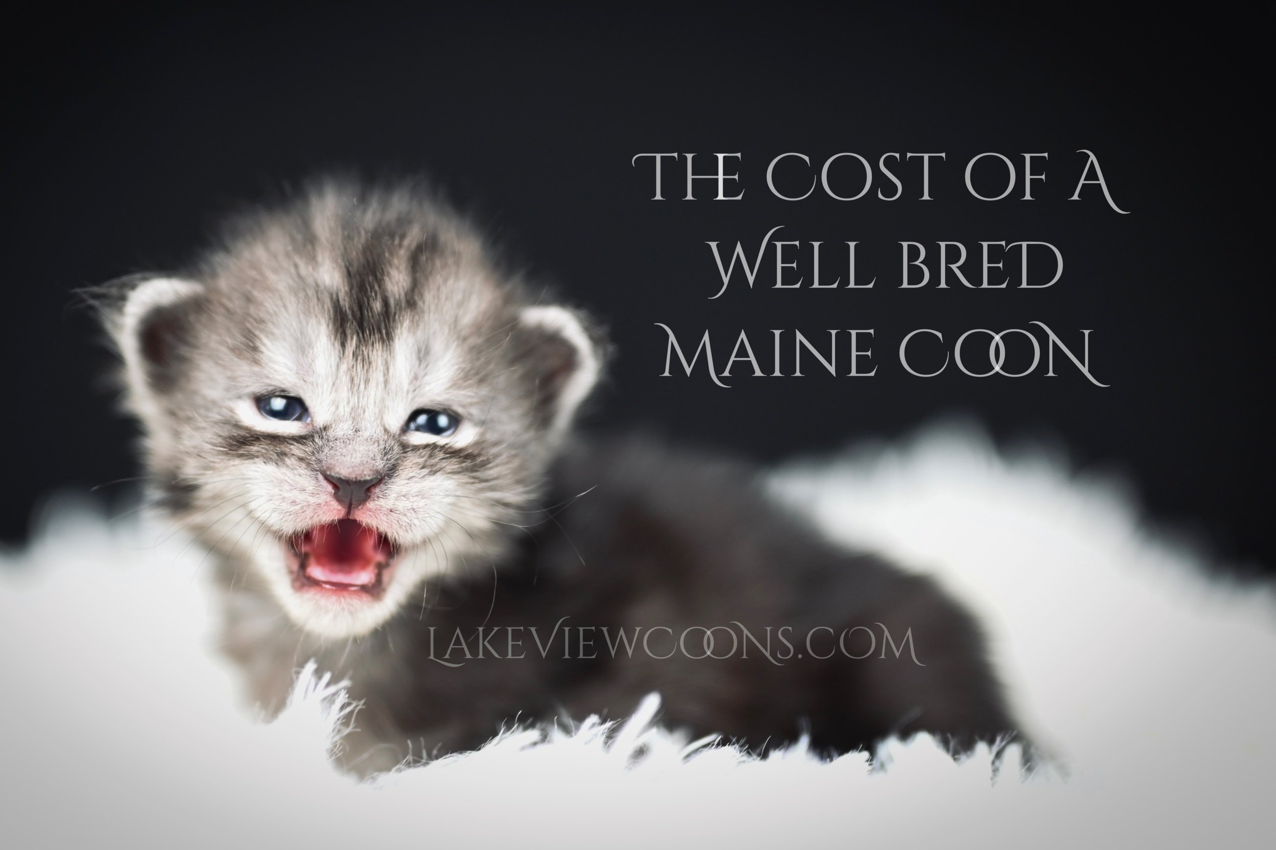 Things to Buy Before Getting a Maine Coon Kitten 