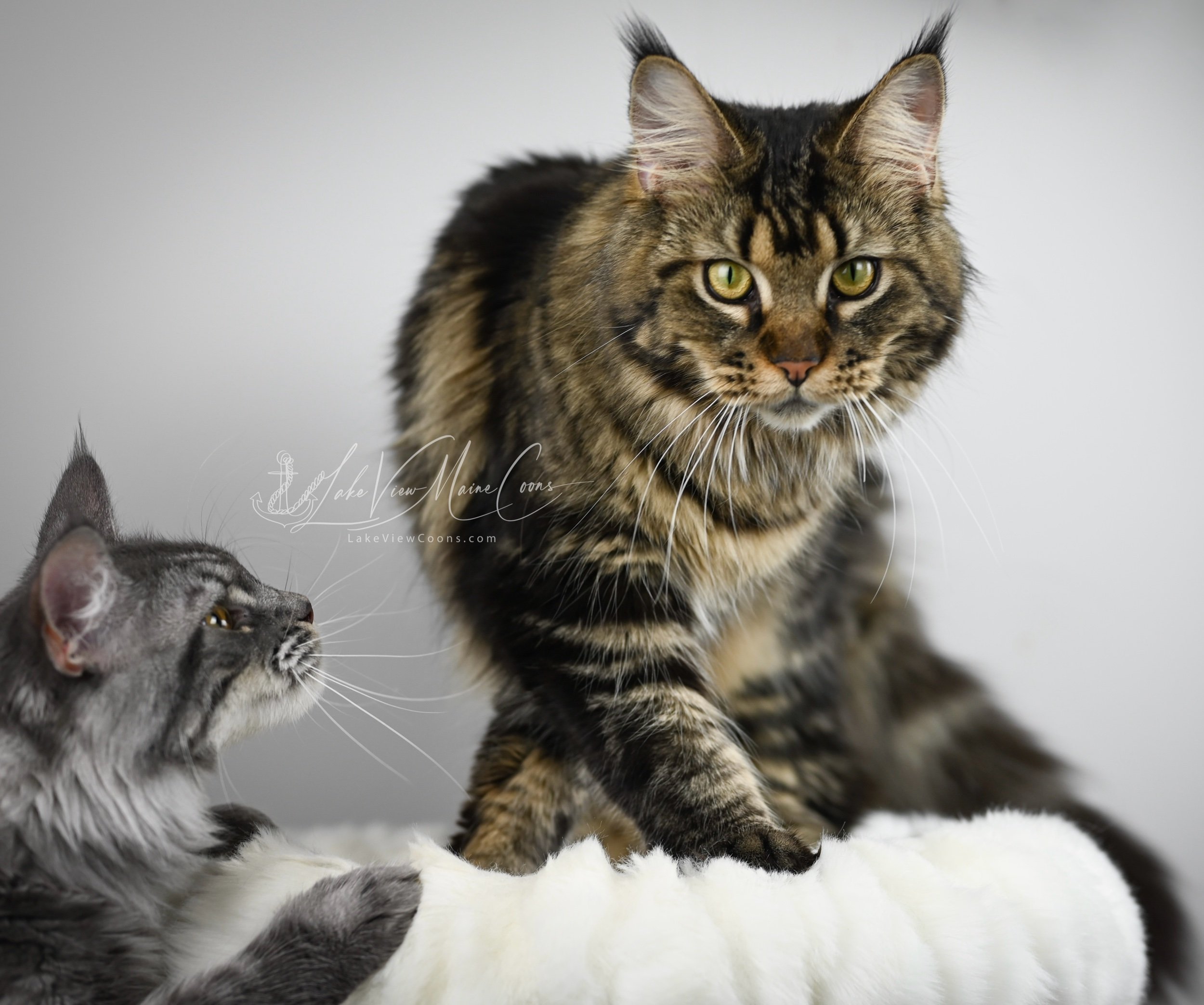 Diksi & KitKat_4963-Edit-Edit-2.jpeg