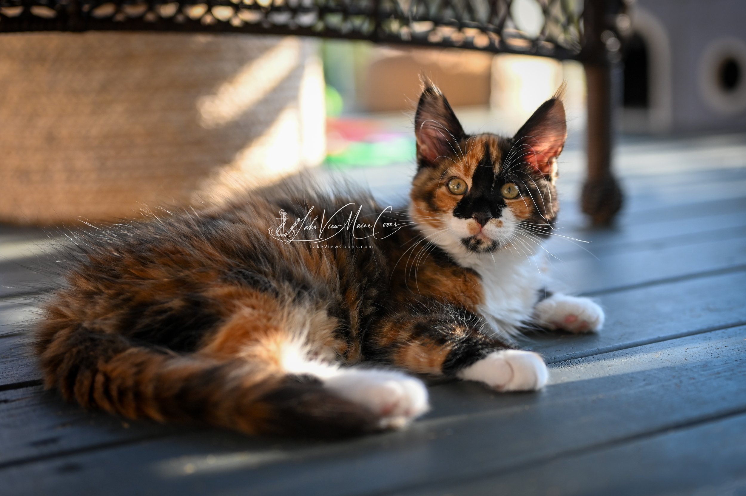 PUMPKIN - Black Tortie w/ white - FEMALE