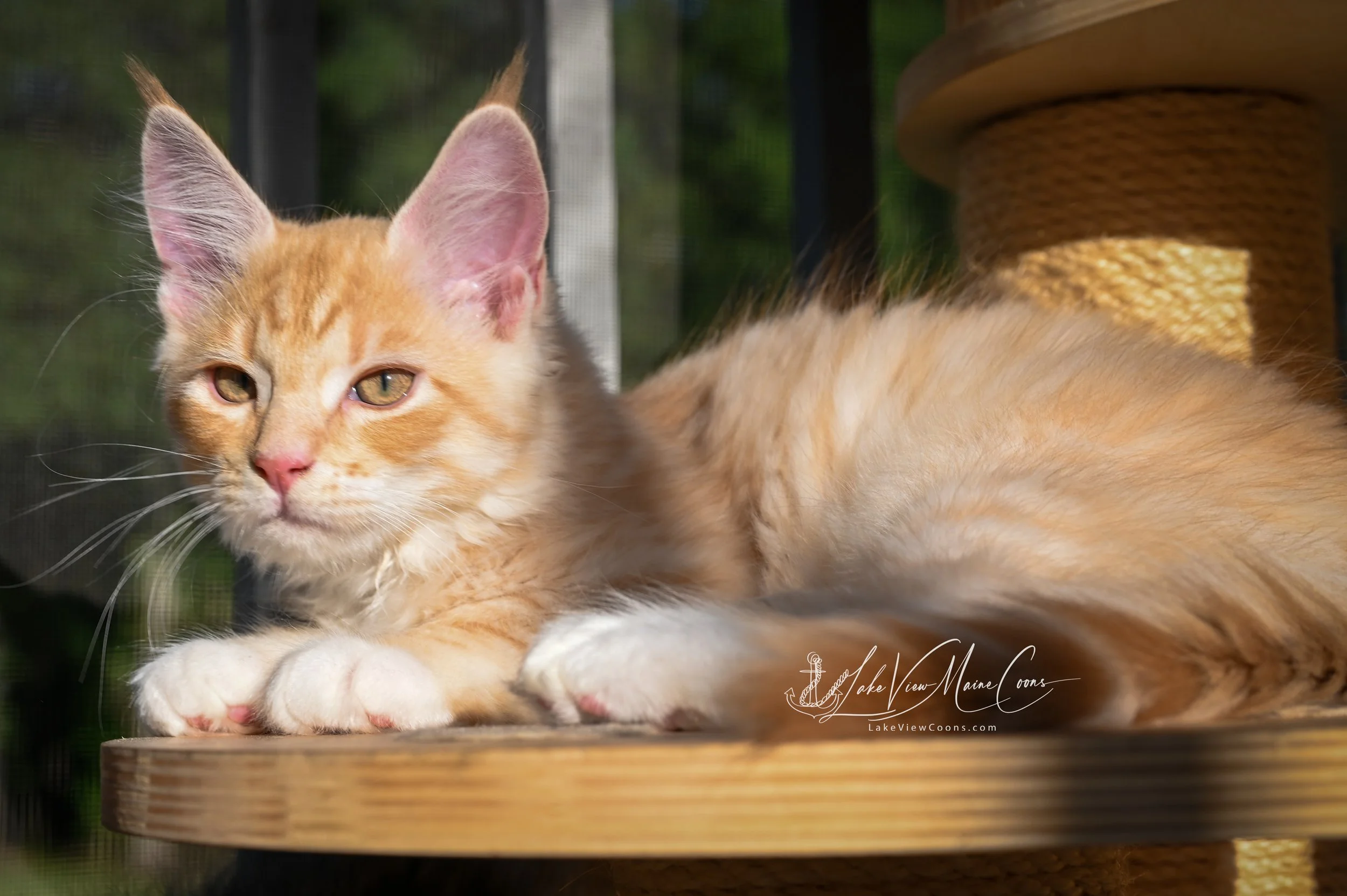 CLEMENTINE - Red Silver Mackerel Tabby w/ white - MALE