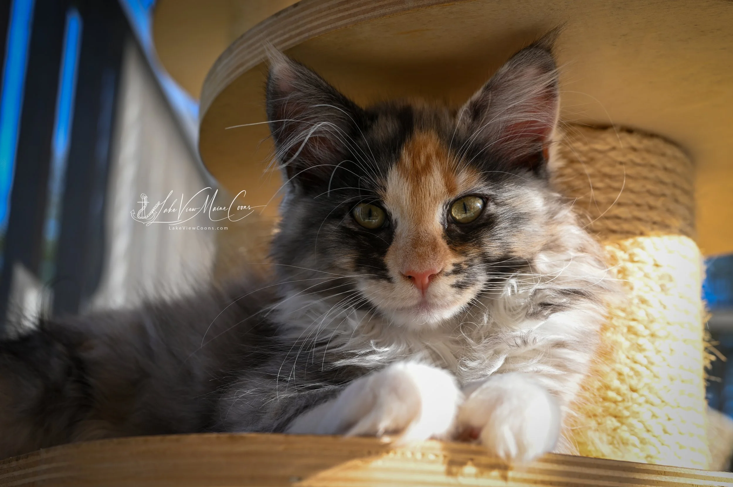 STORMY - Black Smoke Tortie w/ white - FEMALE