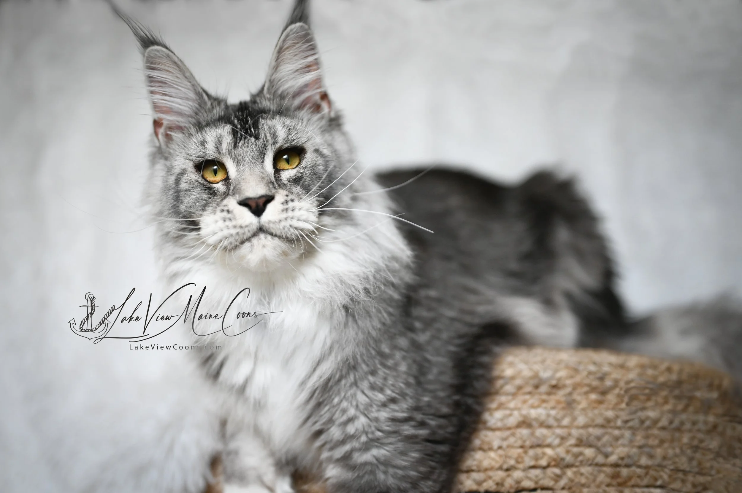 Atticus - 8 months old_8494-Edit.jpg