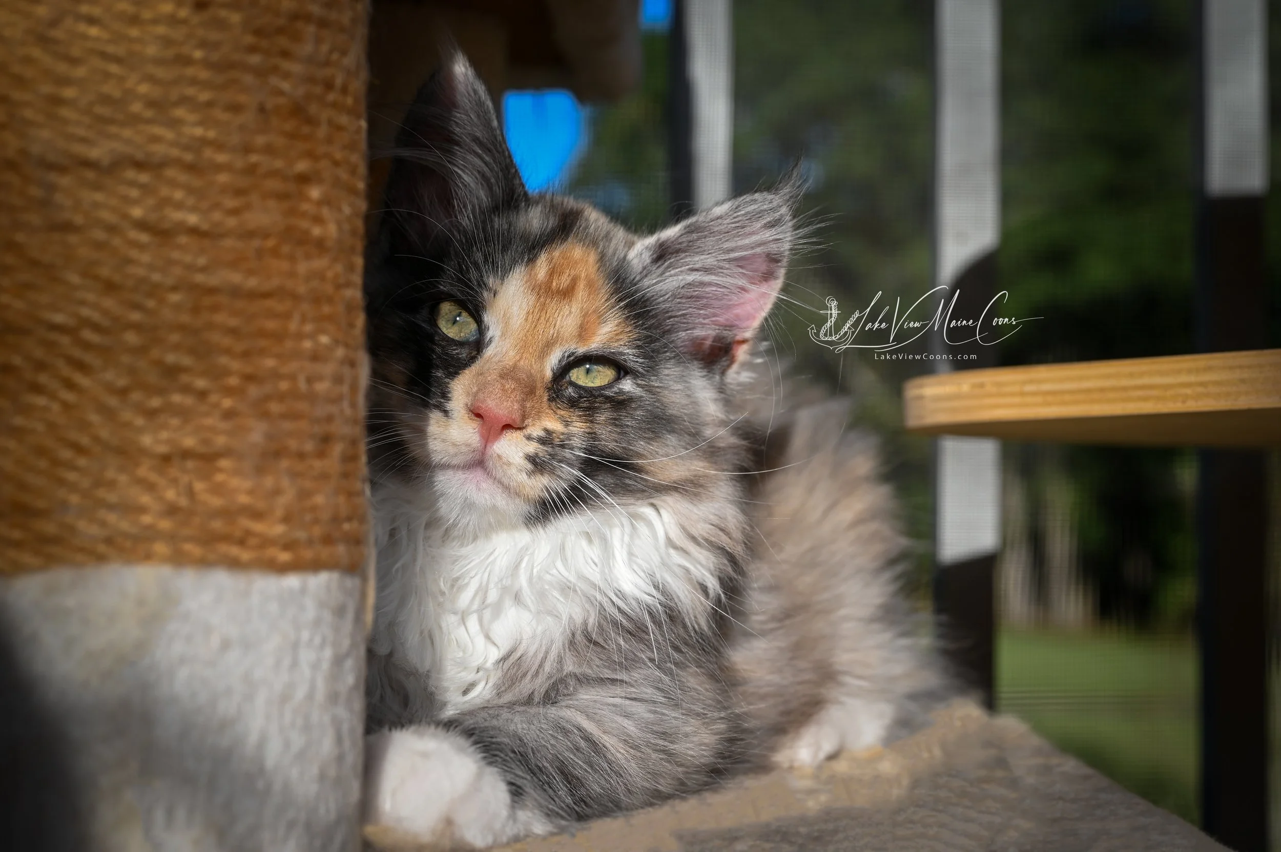 STORMY - Black Smoke Tortie w/ white - FEMALE