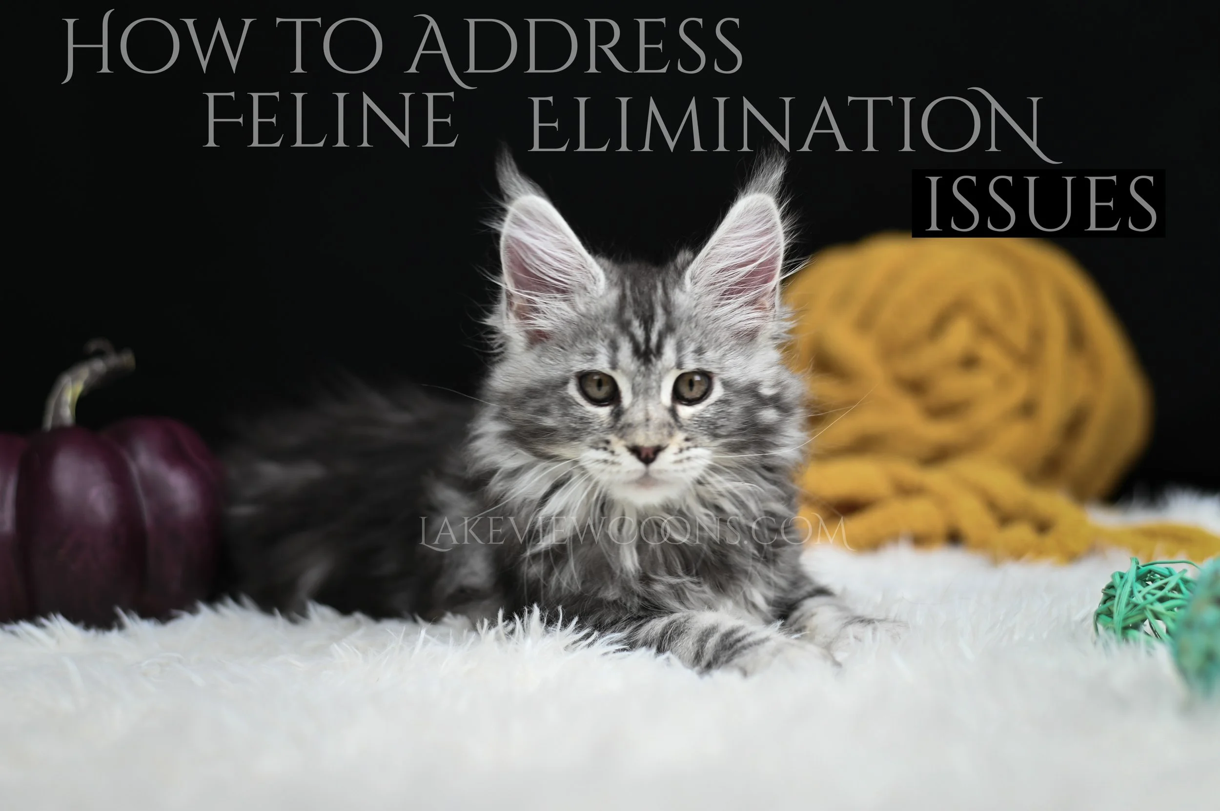 How to Address Feline Elimination Issues