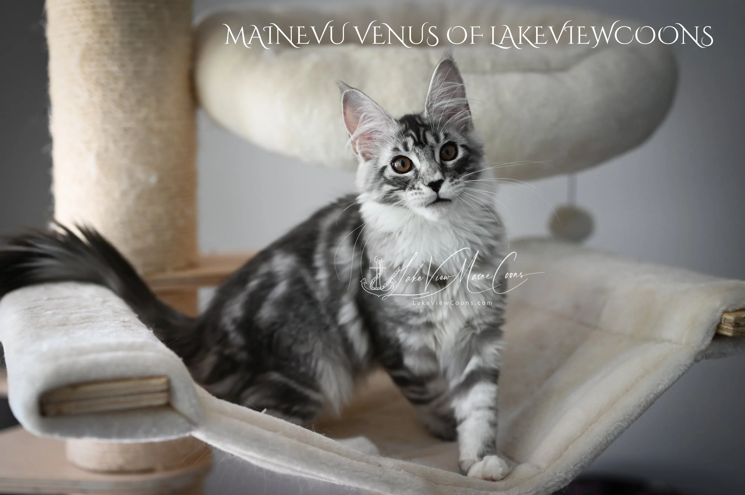 Venus - 4 Months old__3955-Edit.jpg