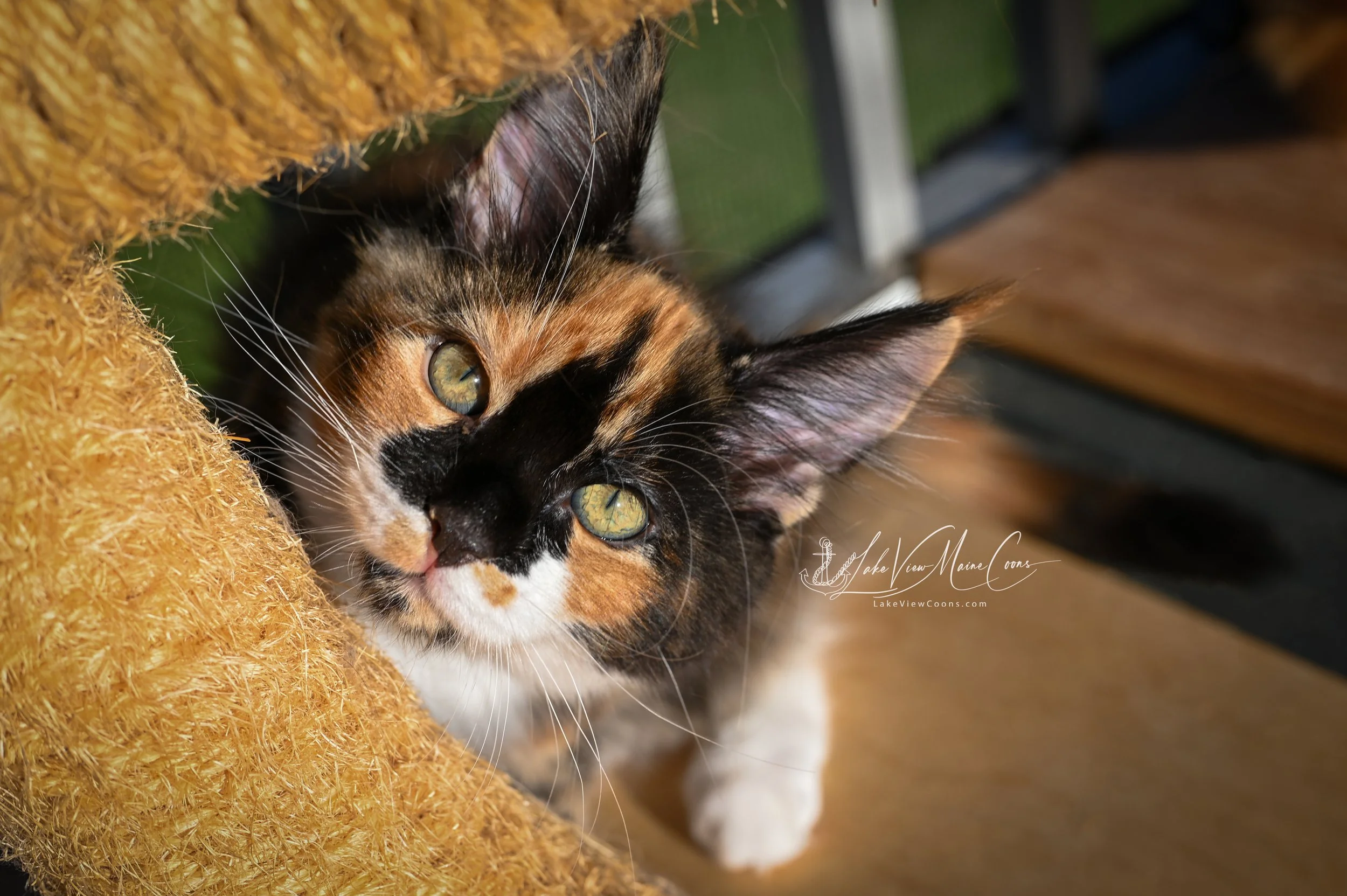 PUMPKIN - Black Tortie w/ white - FEMALE