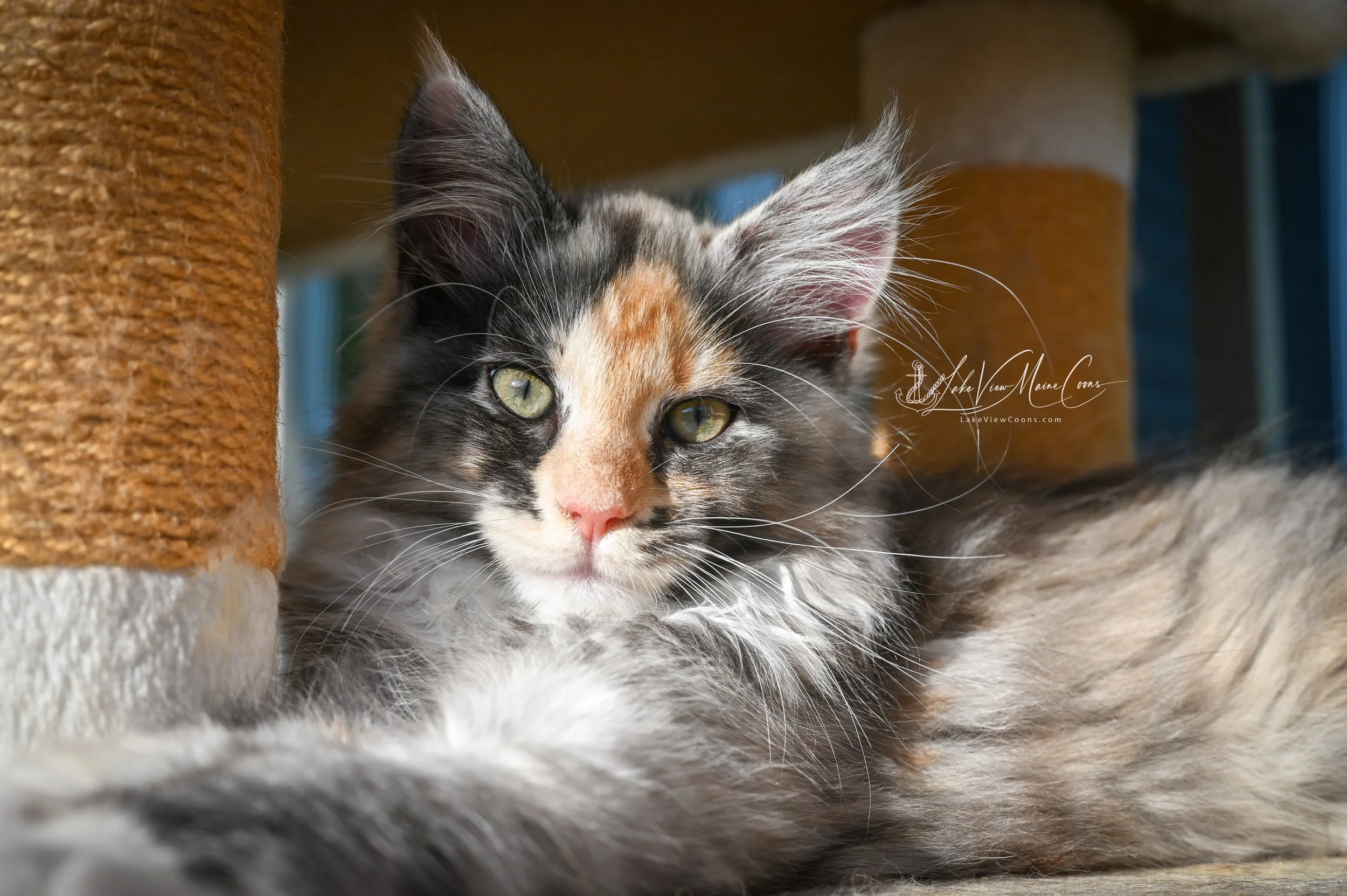 STORMY - Black Smoke Tortie w/ white - FEMALE