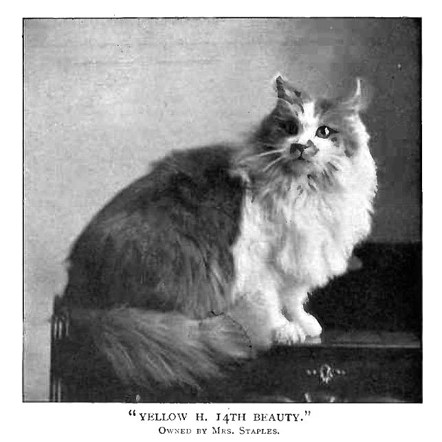 The Origin & Evolution of the Maine Coon Cat — Lake View Maine Coons