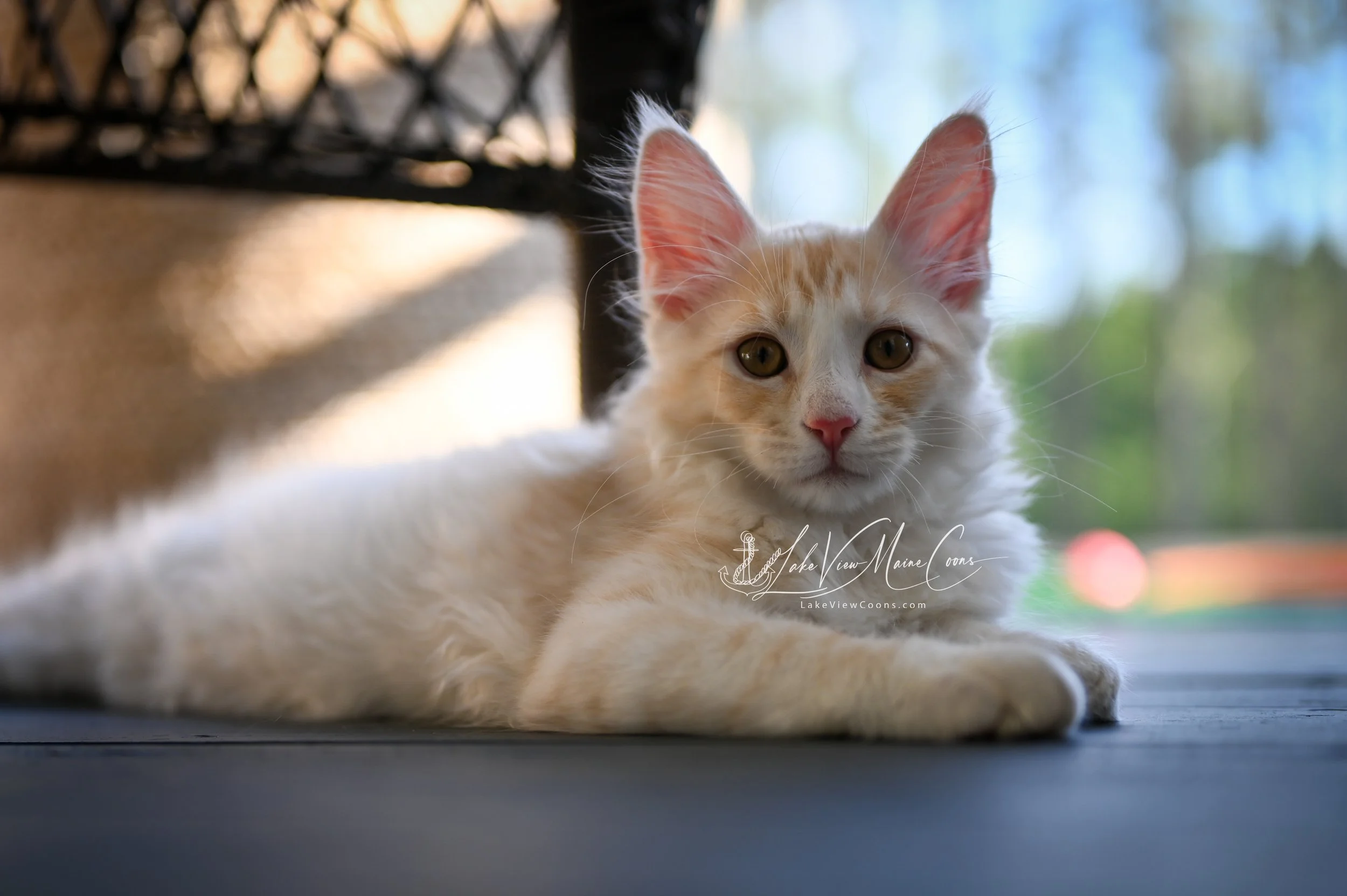 JULIUS - Red Silver Mackerel Tabby w/ white - MALE