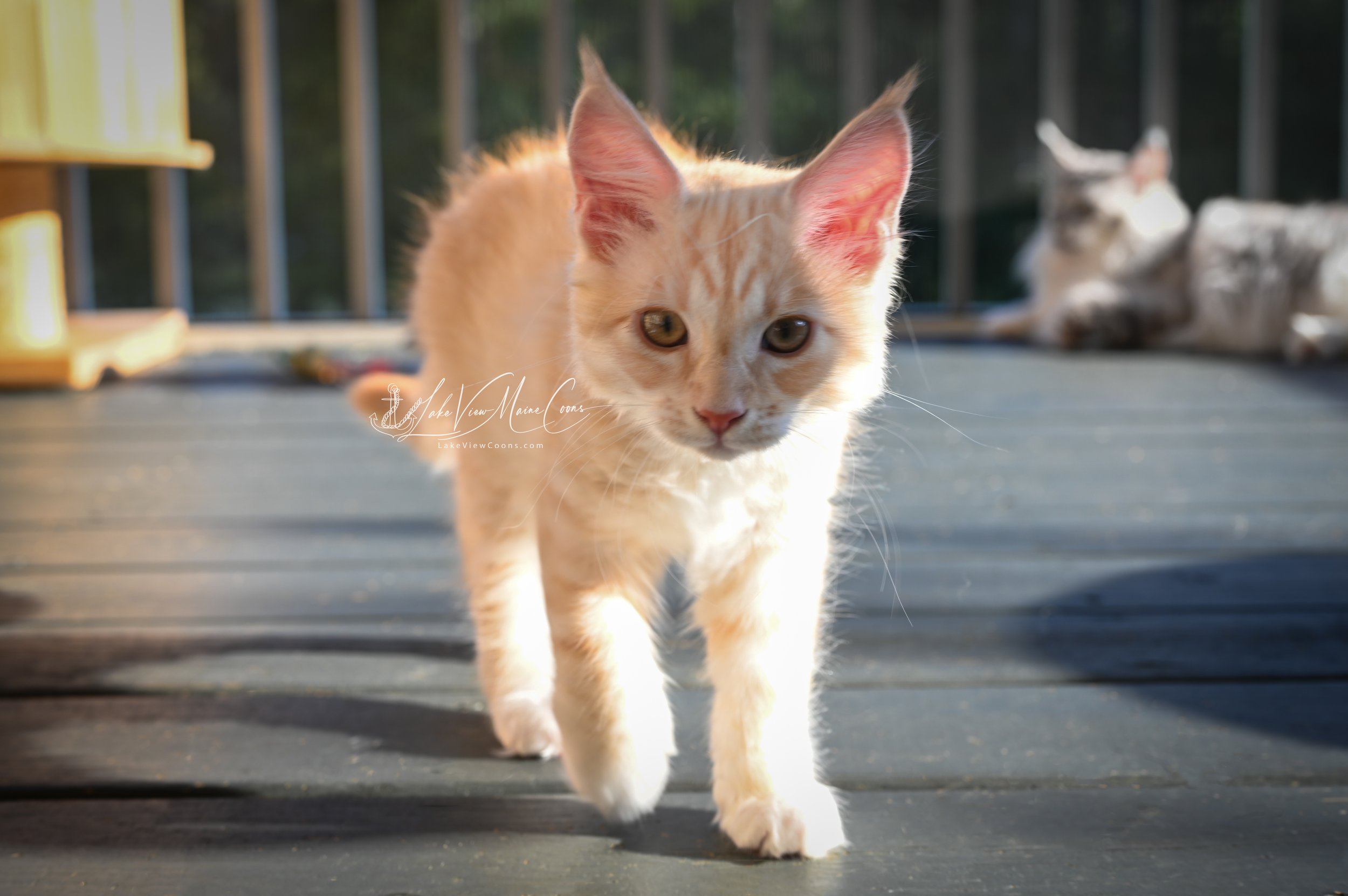 JULIUS - Red Silver Mackerel Tabby w/ white - MALE