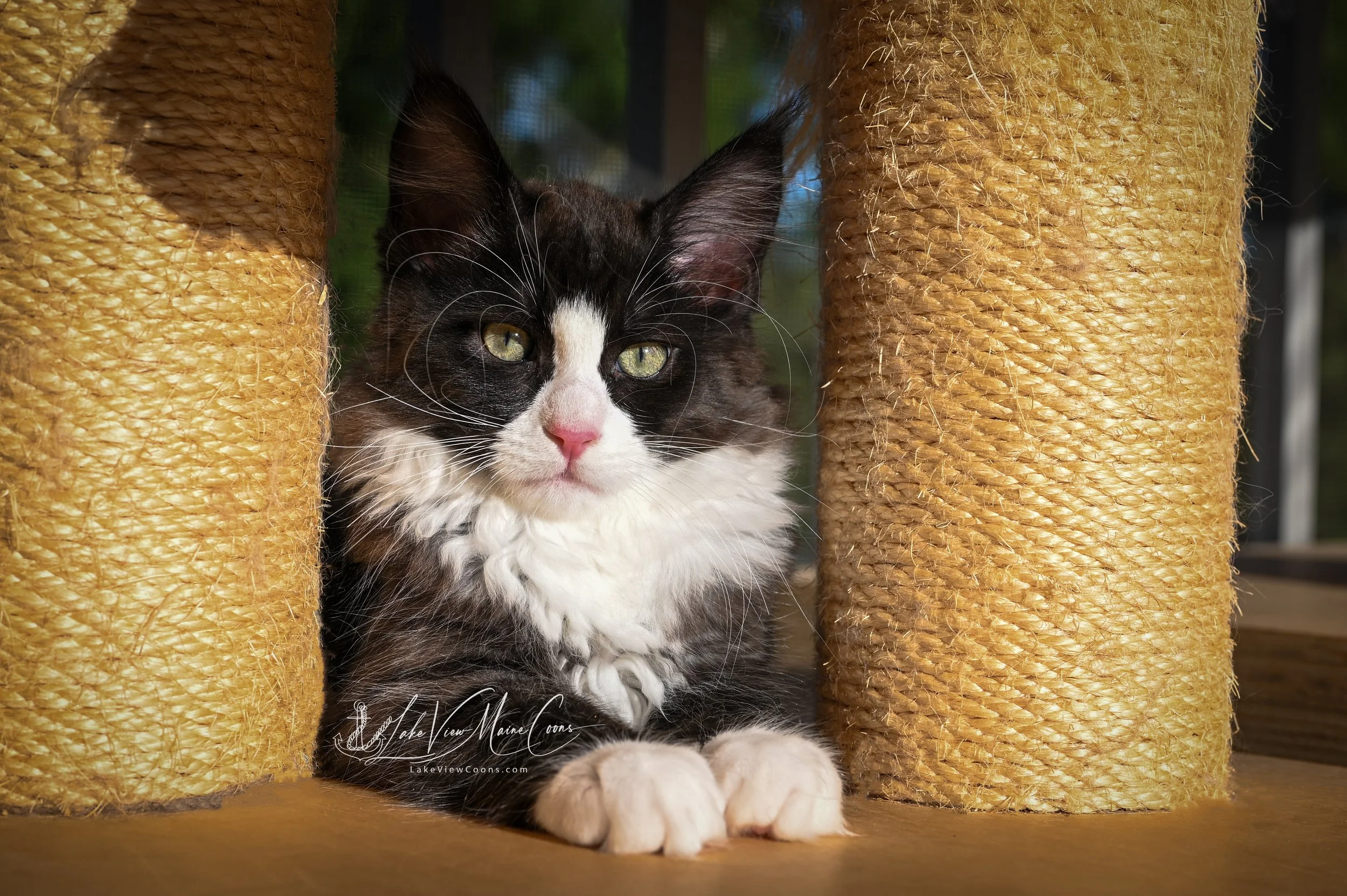 OREO - Black Smoke w/ white - MALE