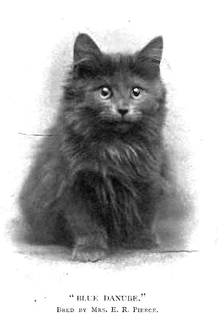 The Origin & Evolution of the Maine Coon Cat — Lake View Maine Coons