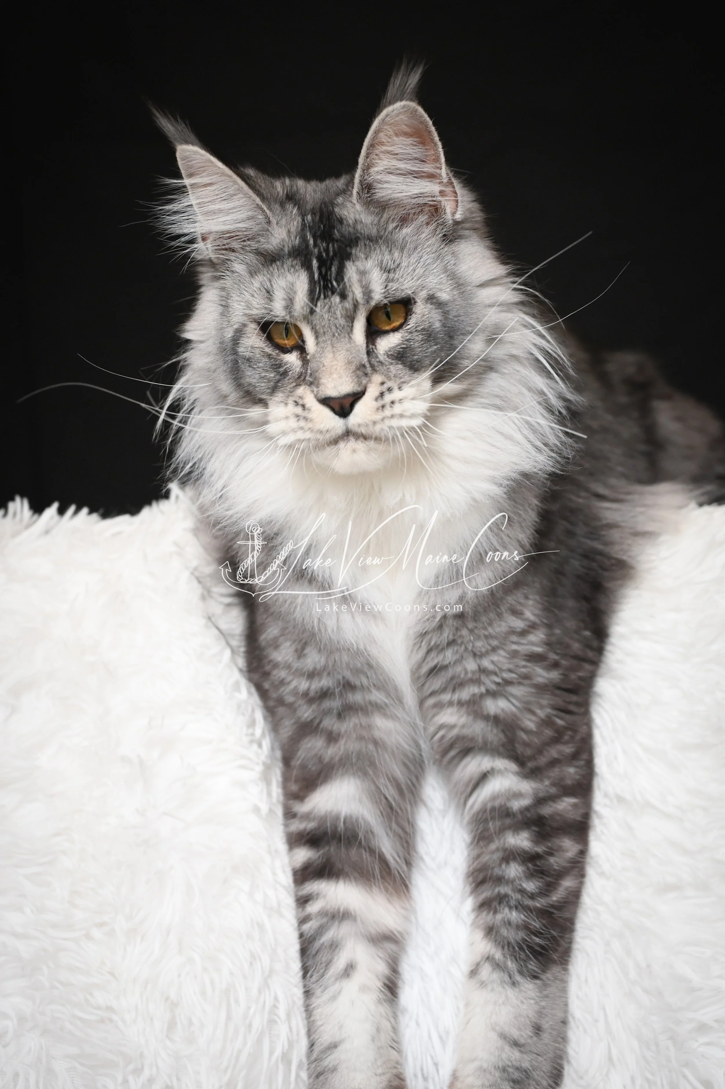 Atticus - 8 months old_8427-Edit.jpg