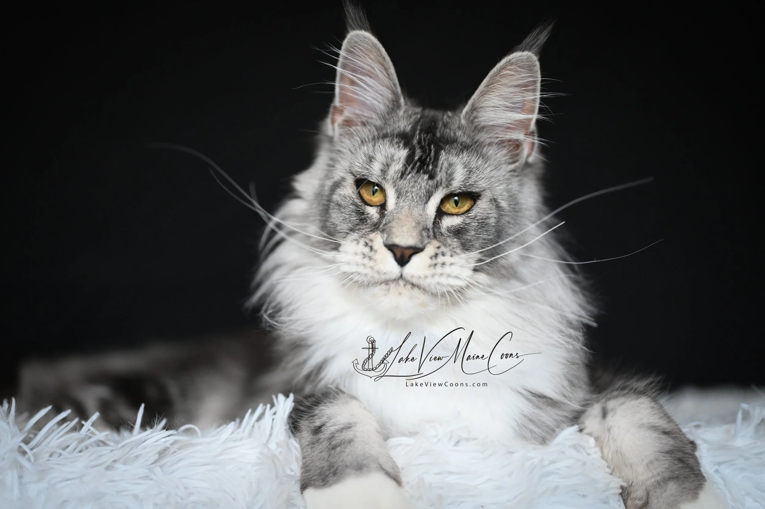 Atticus - 8 months old_8458-Edit.jpg