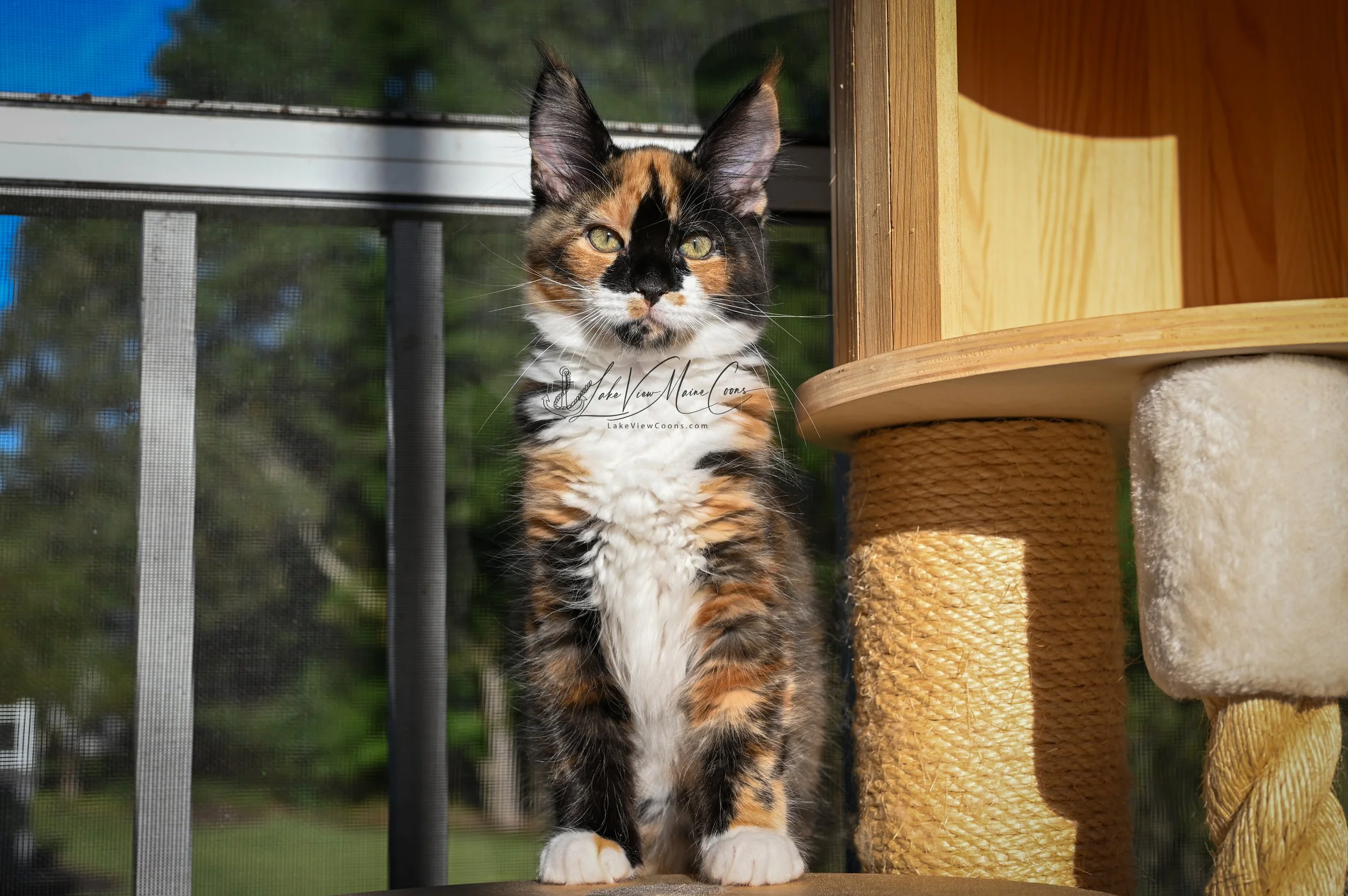 PUMPKIN - Black Tortie w/ white - FEMALE