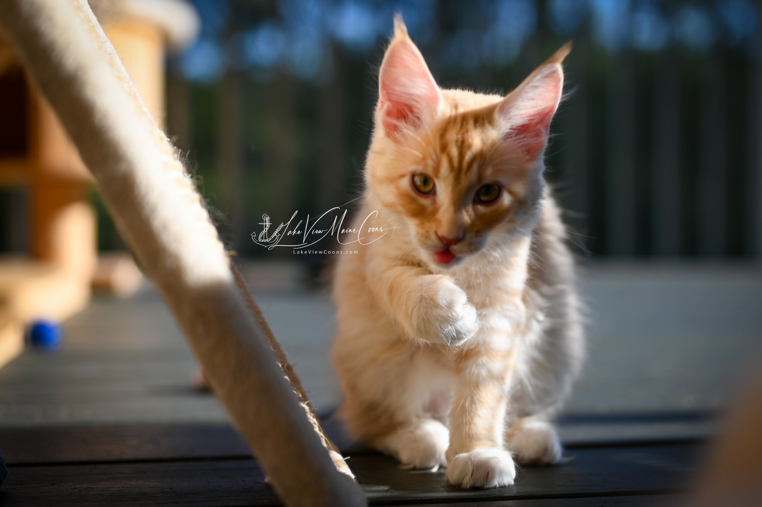 CLEMENTINE - Red Silver Mackerel Tabby w/ white - MALE