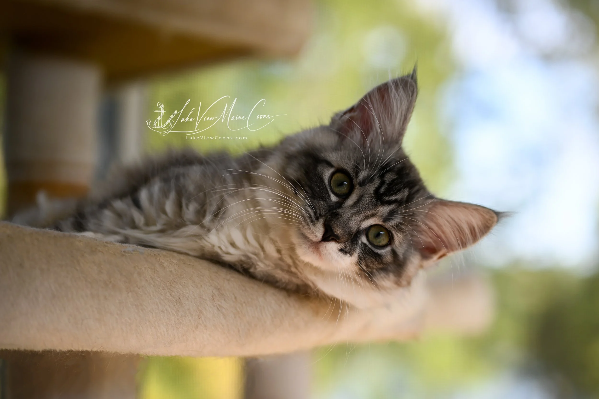 SMUDGE - Black Silver Mackerel Tabby w/ white - FEMALE