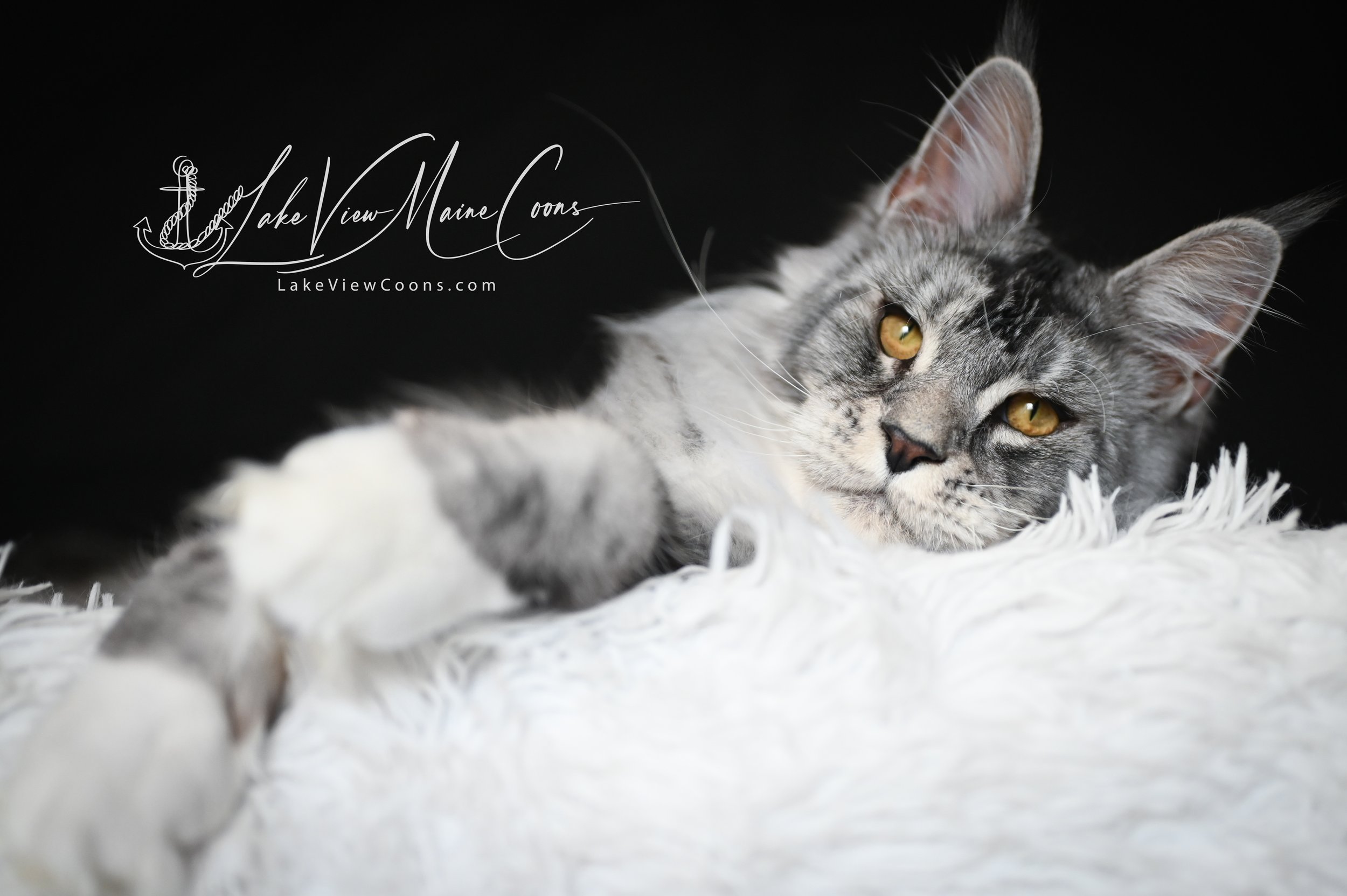 Atticus - 8 months old_8467-Edit.jpg