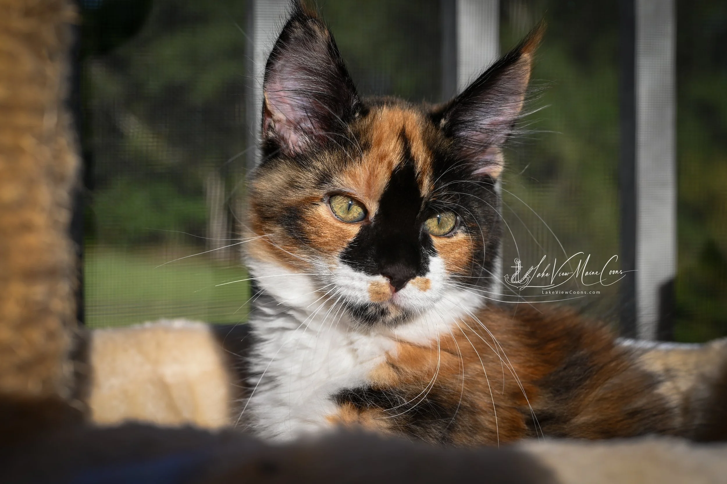 PUMPKIN - Black Tortie w/ white - FEMALE