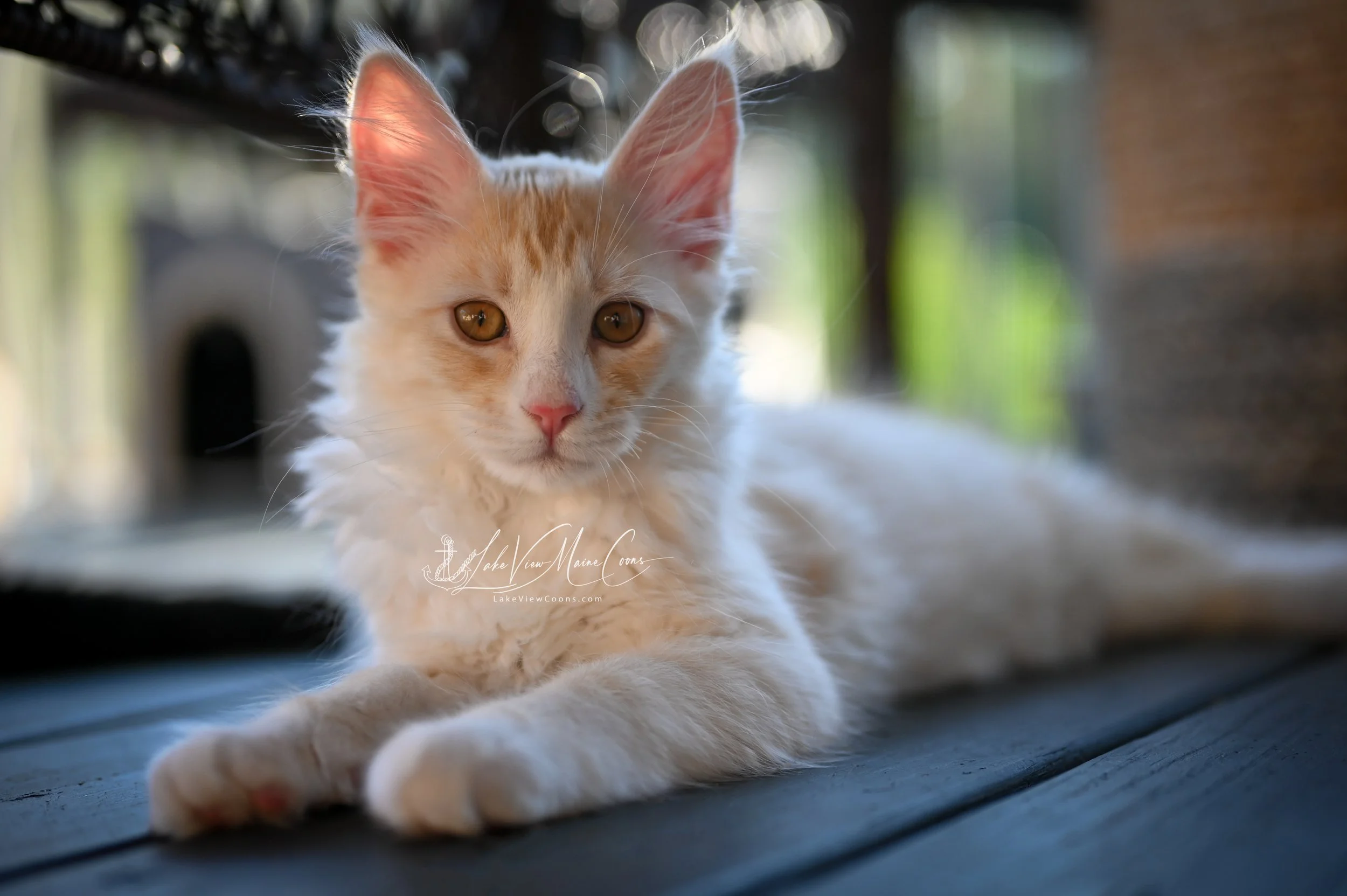 JULIUS - Red Silver Mackerel Tabby w/ white - MALE