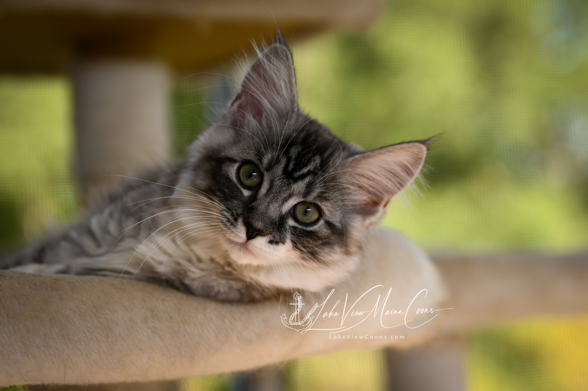 SMUDGE - Black Silver Mackerel Tabby w/ white - FEMALE