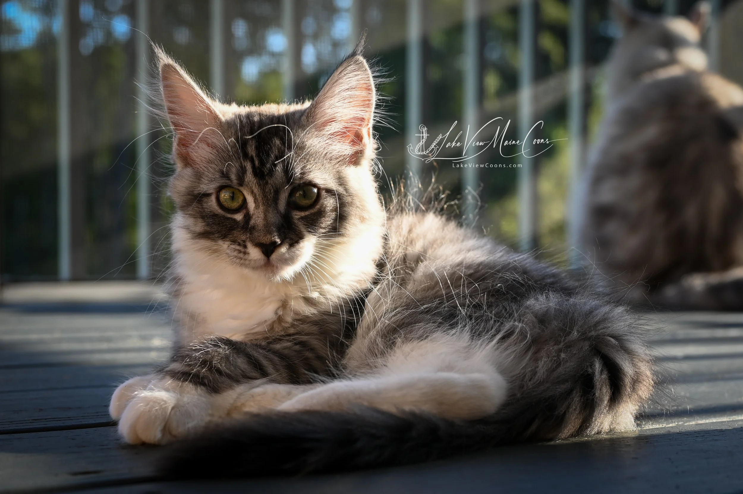 SMUDGE - Black Silver Mackerel Tabby w/ white - FEMALE