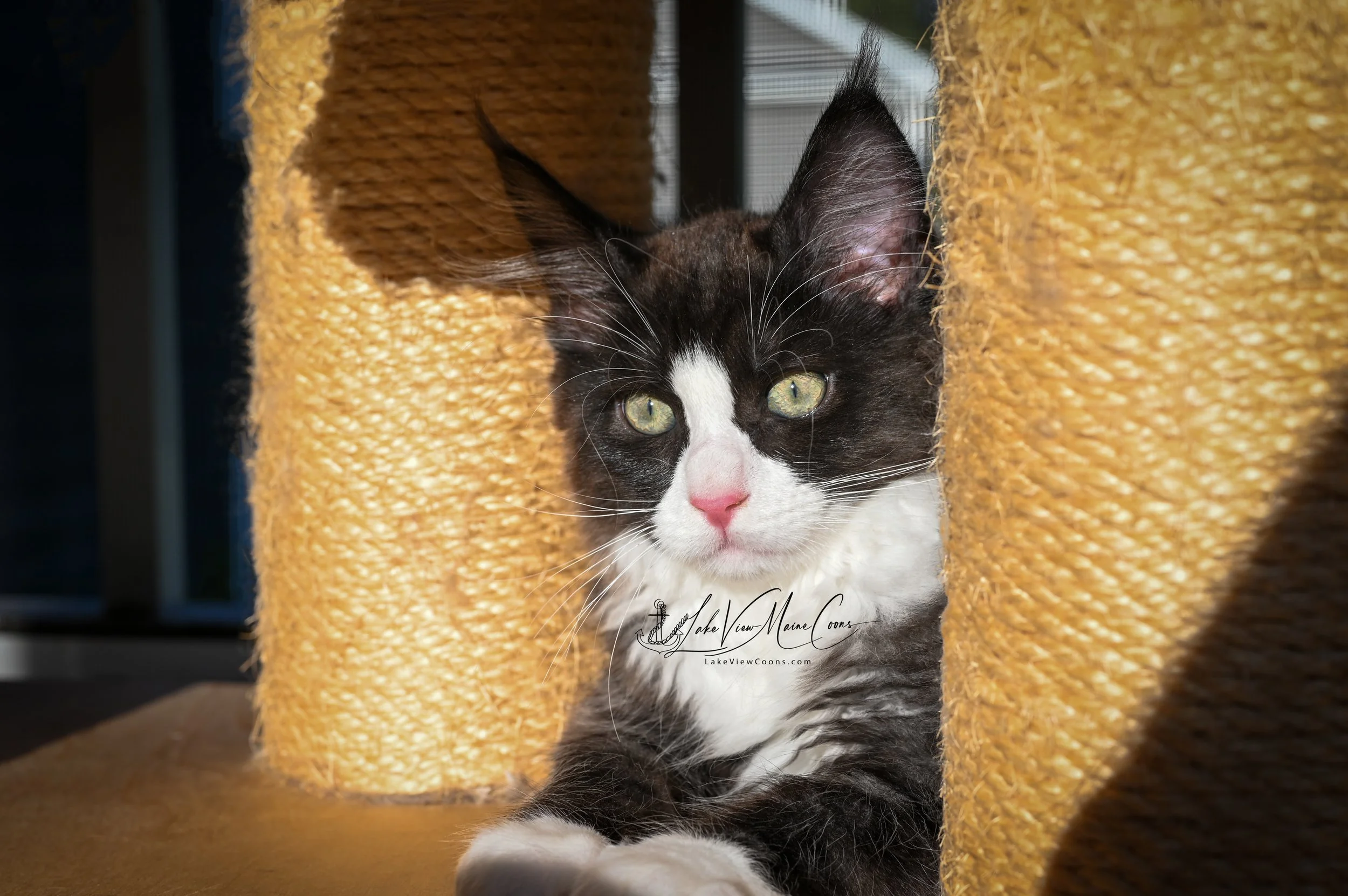 OREO - Black Smoke w/ white - MALE