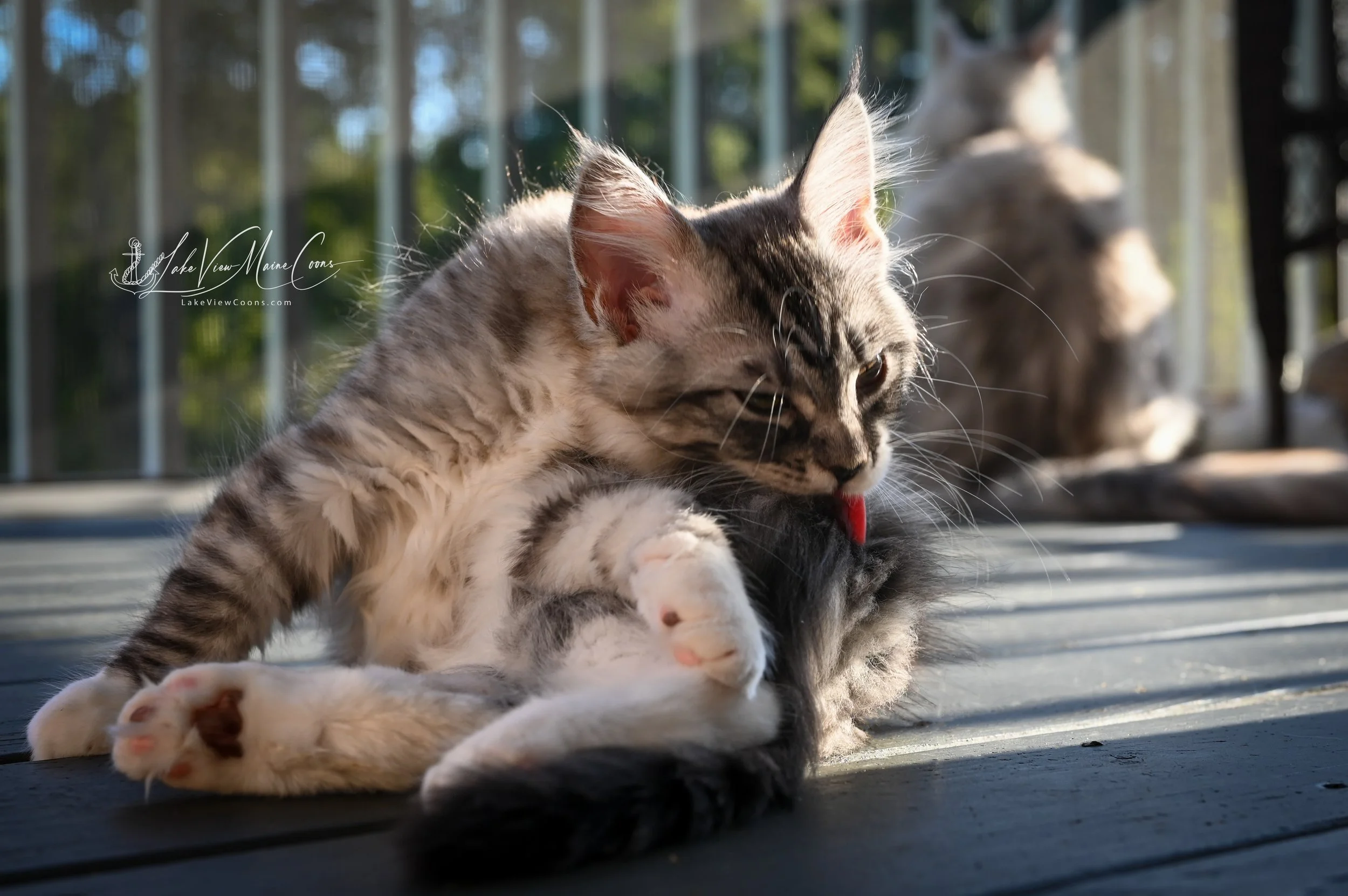 SMUDGE - Black Silver Mackerel Tabby w/ white - FEMALE