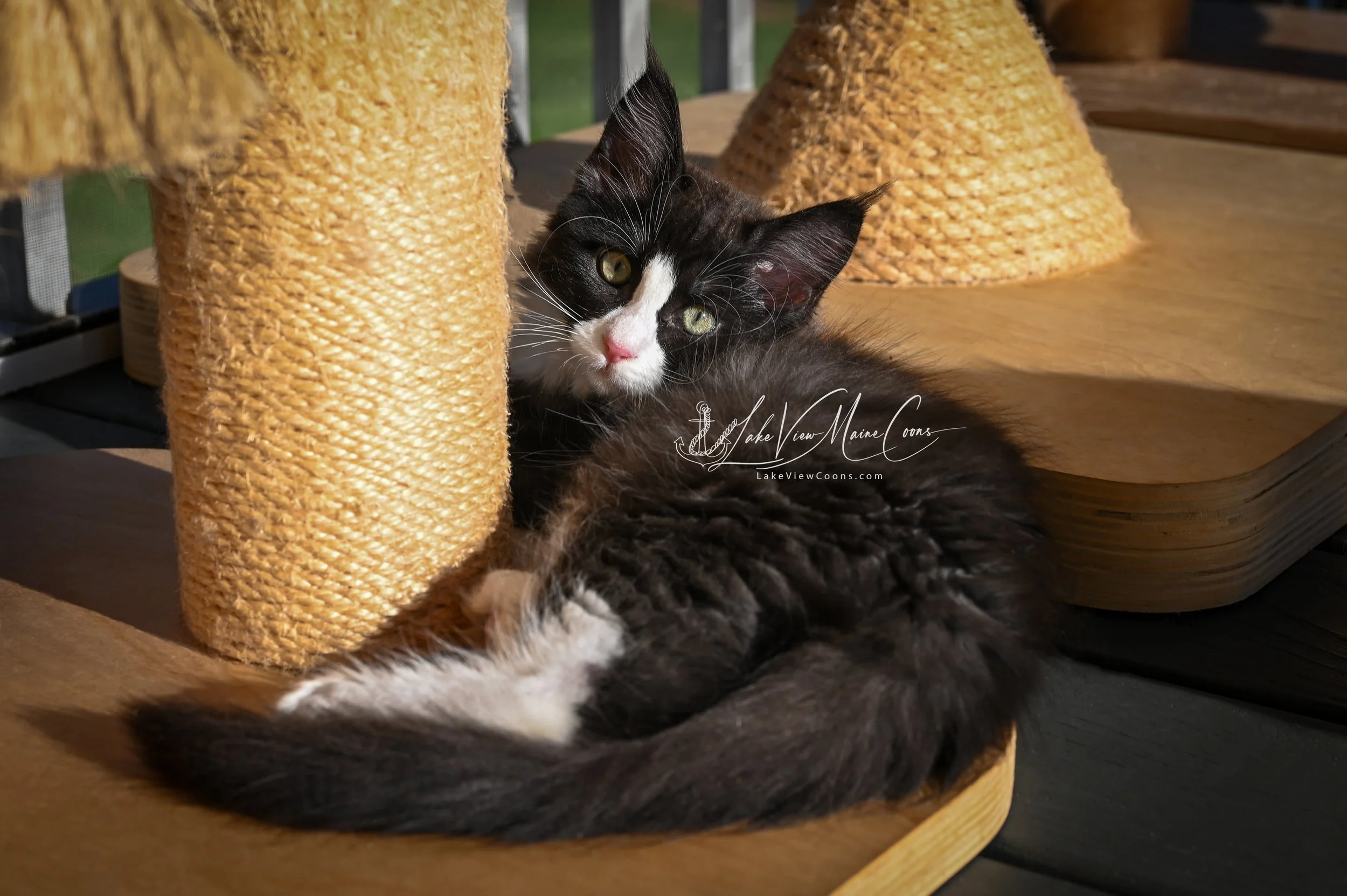 OREO - Black Smoke w/ white - MALE