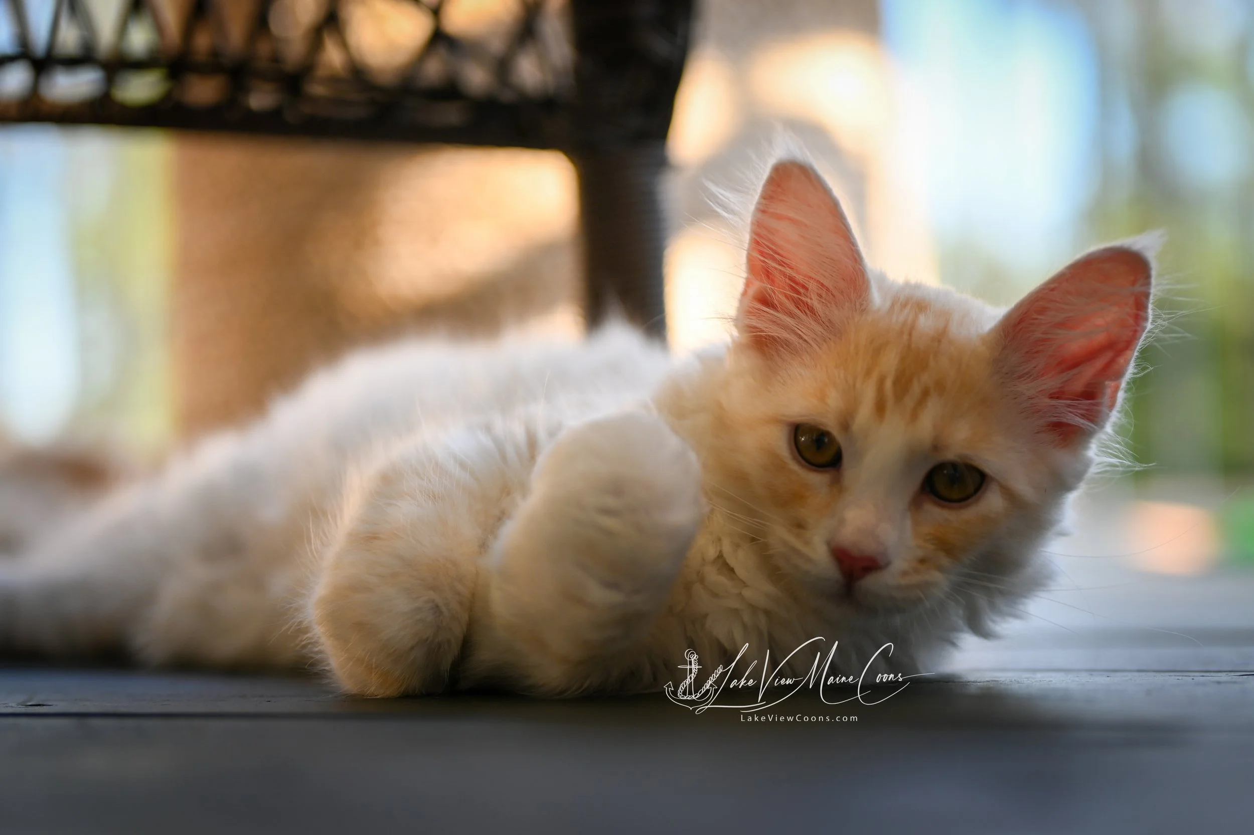 JULIUS - Red Silver Mackerel Tabby w/ white - MALE