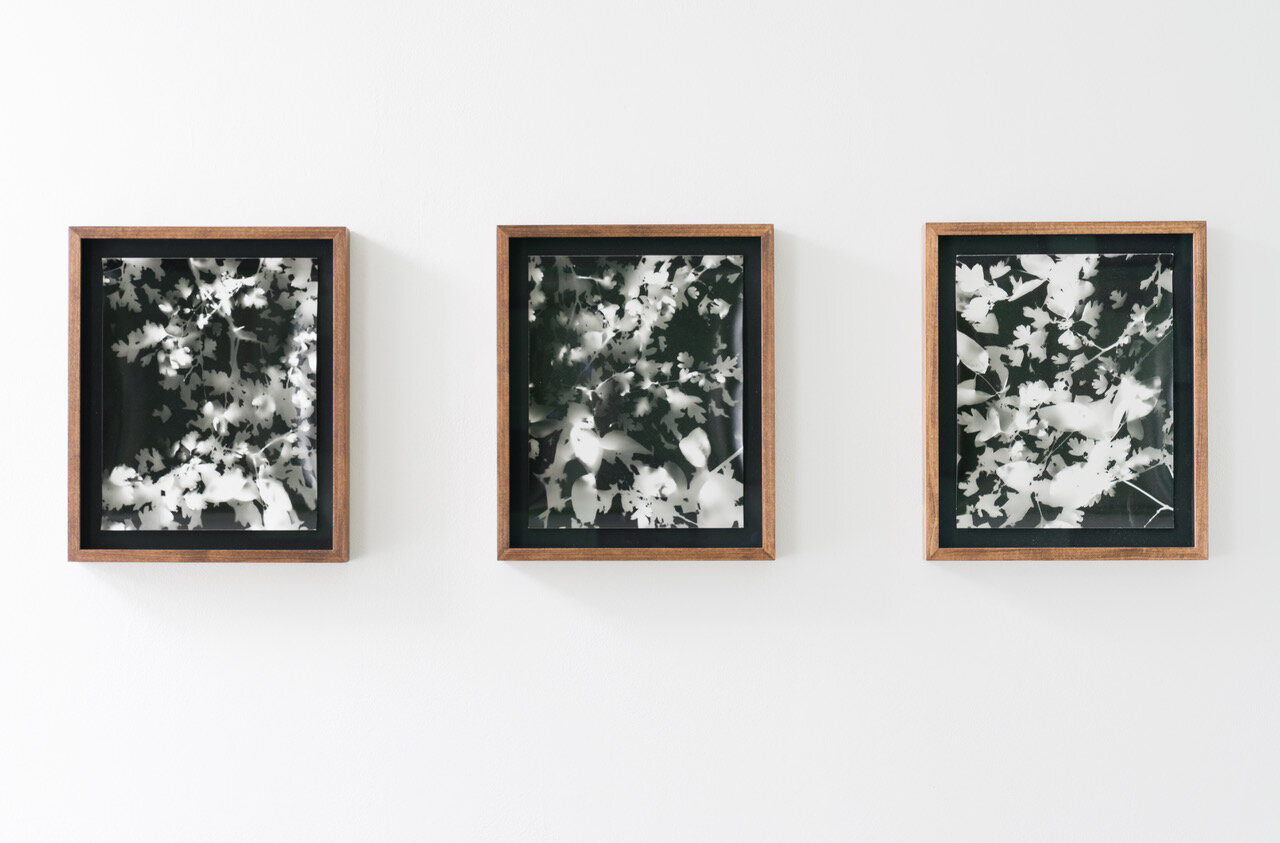   Sylvan Crops , 2018, photograms on fibre-based paper, 37.5x31cm, 3 single editions 
