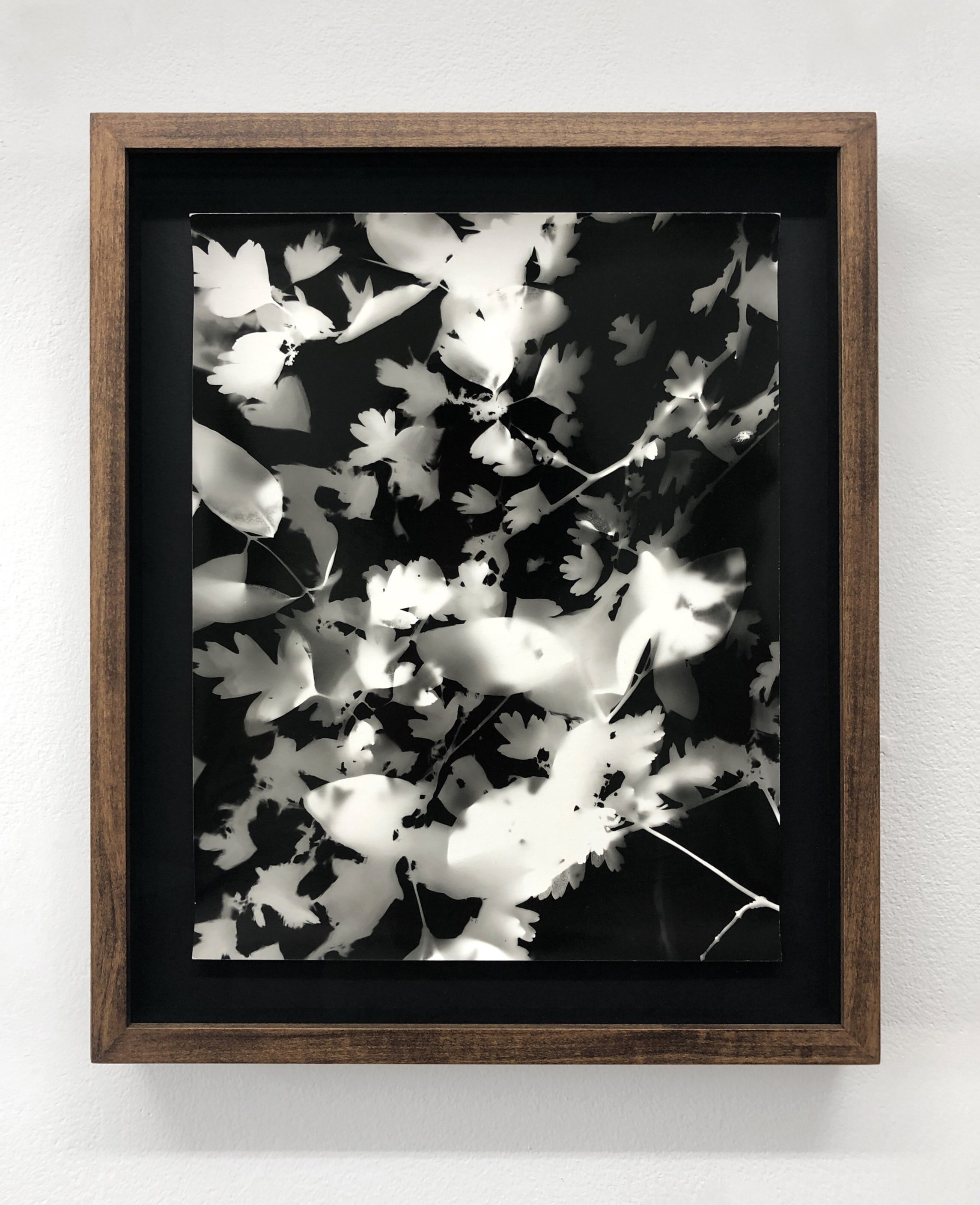   Sylvan Crop XI , 2018, photogram on fibre-based paper, 37.5x31cm 