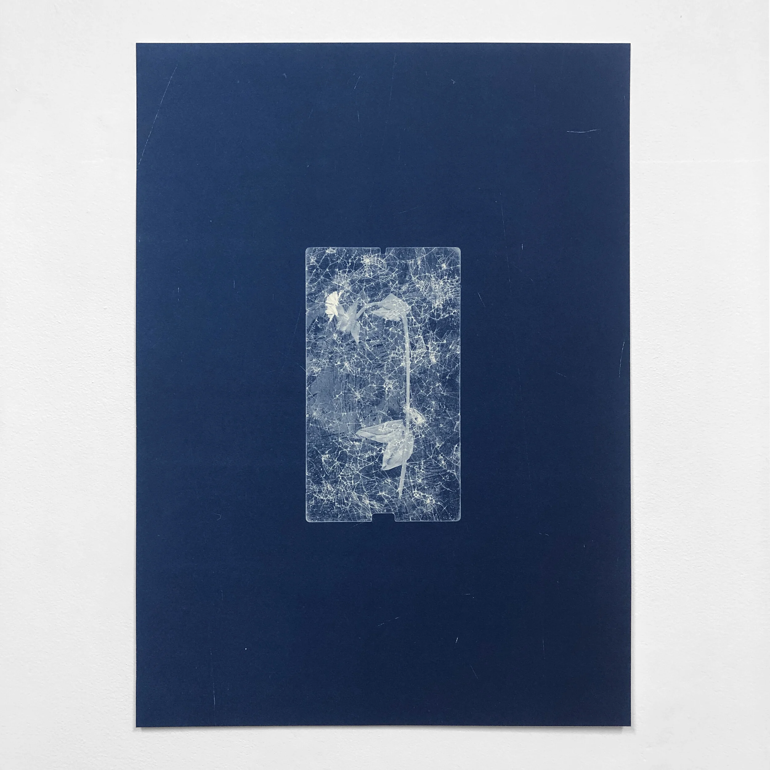   Silene Dioica Huawei Mediapad M5 , 2020, 50x36cm, Cyanotype on Waterford Saunders 300gsm  